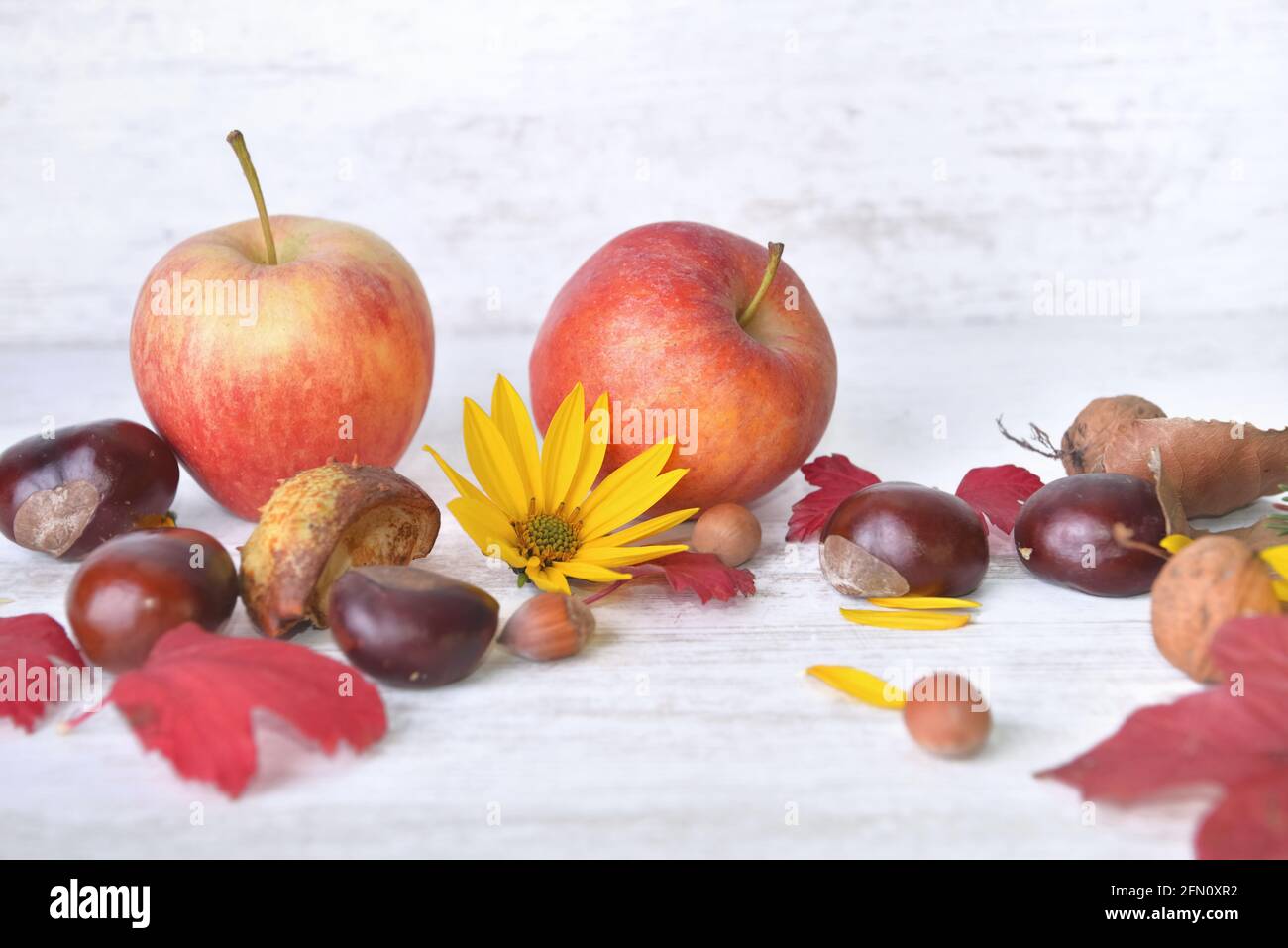 pommes rouges, brunes, fleurs jaunes avec des feuilles dans la vie automnale encore sur fond blanc Banque D'Images