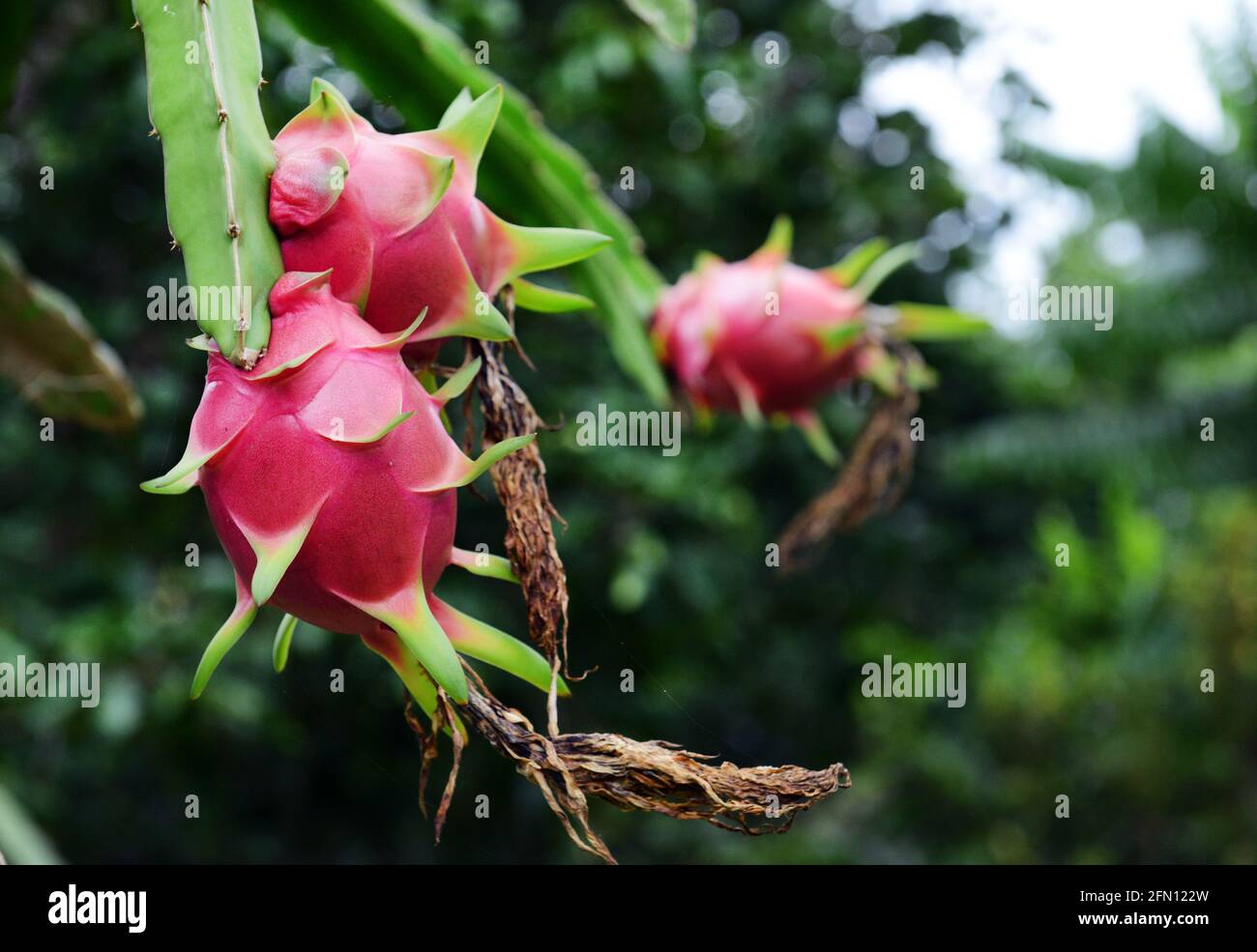 Pitaya / Dragon fruit Farm à Bicol, aux Philippines. Banque D'Images