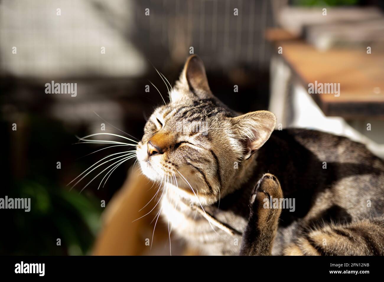 Doux Mignon Chat Raye Marron Se Rayant Lui Meme Photo Stock Alamy