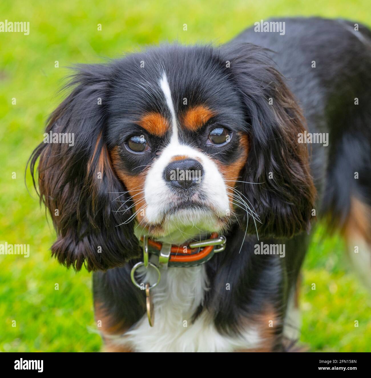 Cavalier King Charles Portrait d'épagneul May Norfolk Banque D'Images