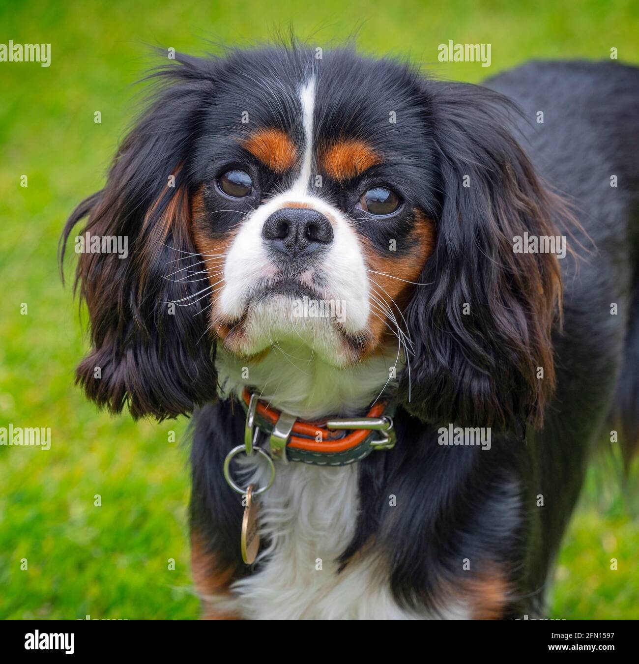 Cavalier King Charles Portrait d'épagneul May Norfolk Banque D'Images
