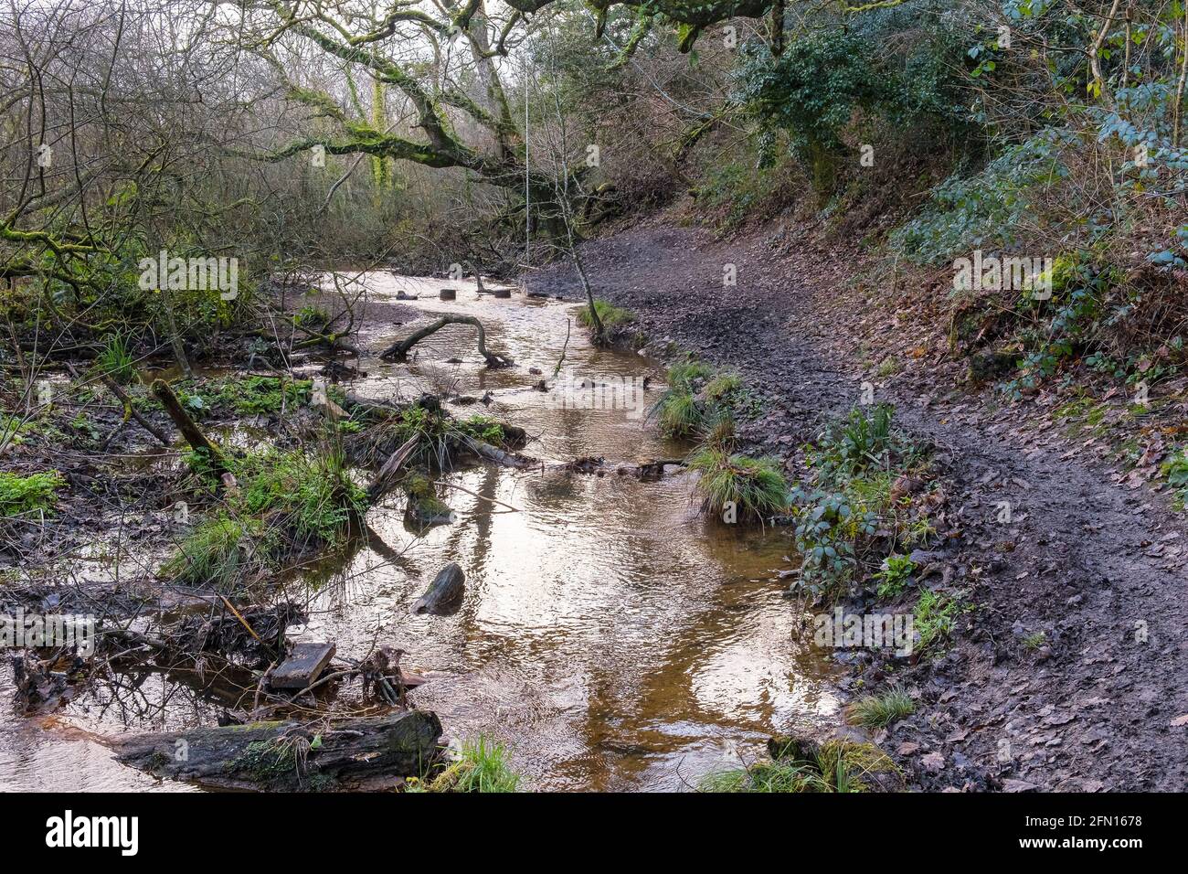 Une rivière qui coule à travers les forêts atmosphériques de Metha Woods dans la vallée de Lappa, près de St Newlyn East, dans les Cornouailles. Banque D'Images