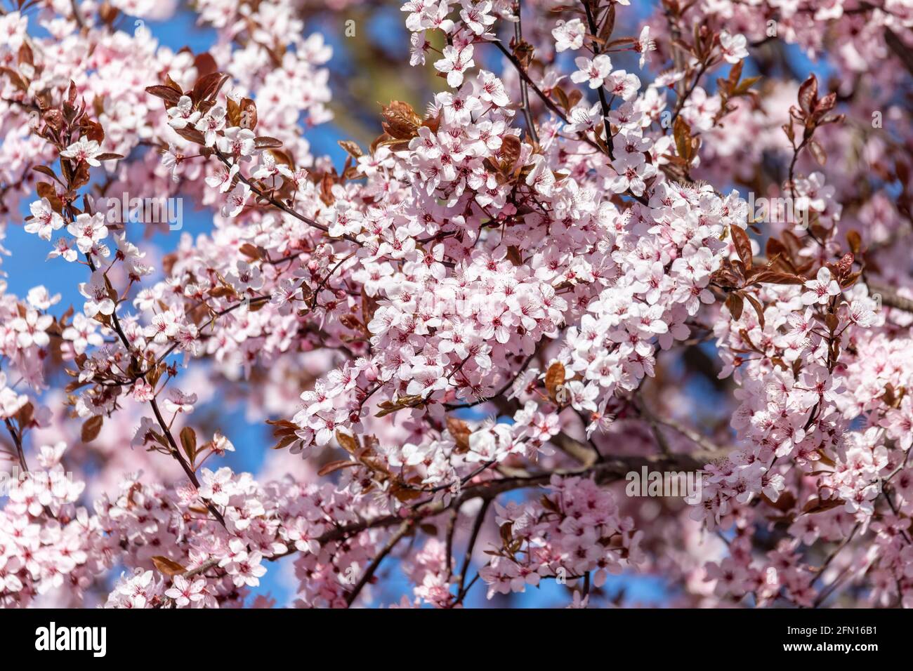 sakura, cerisier rose fleurit au printemps. Scène printanière, République tchèque Banque D'Images
