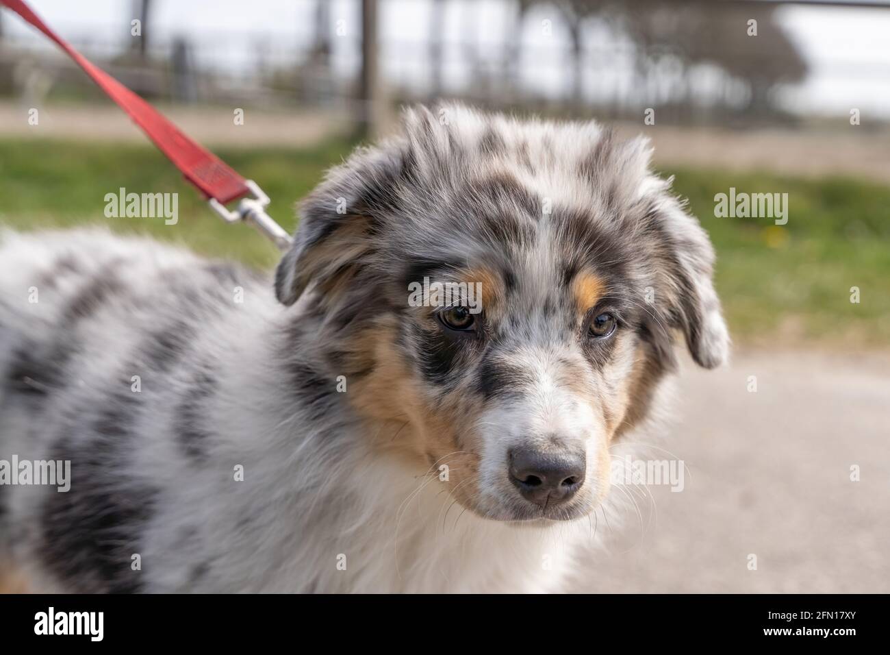 Chien de berger australien tête de chiot, le chien tricolore porte un  collier et une laisse rouges Photo Stock - Alamy