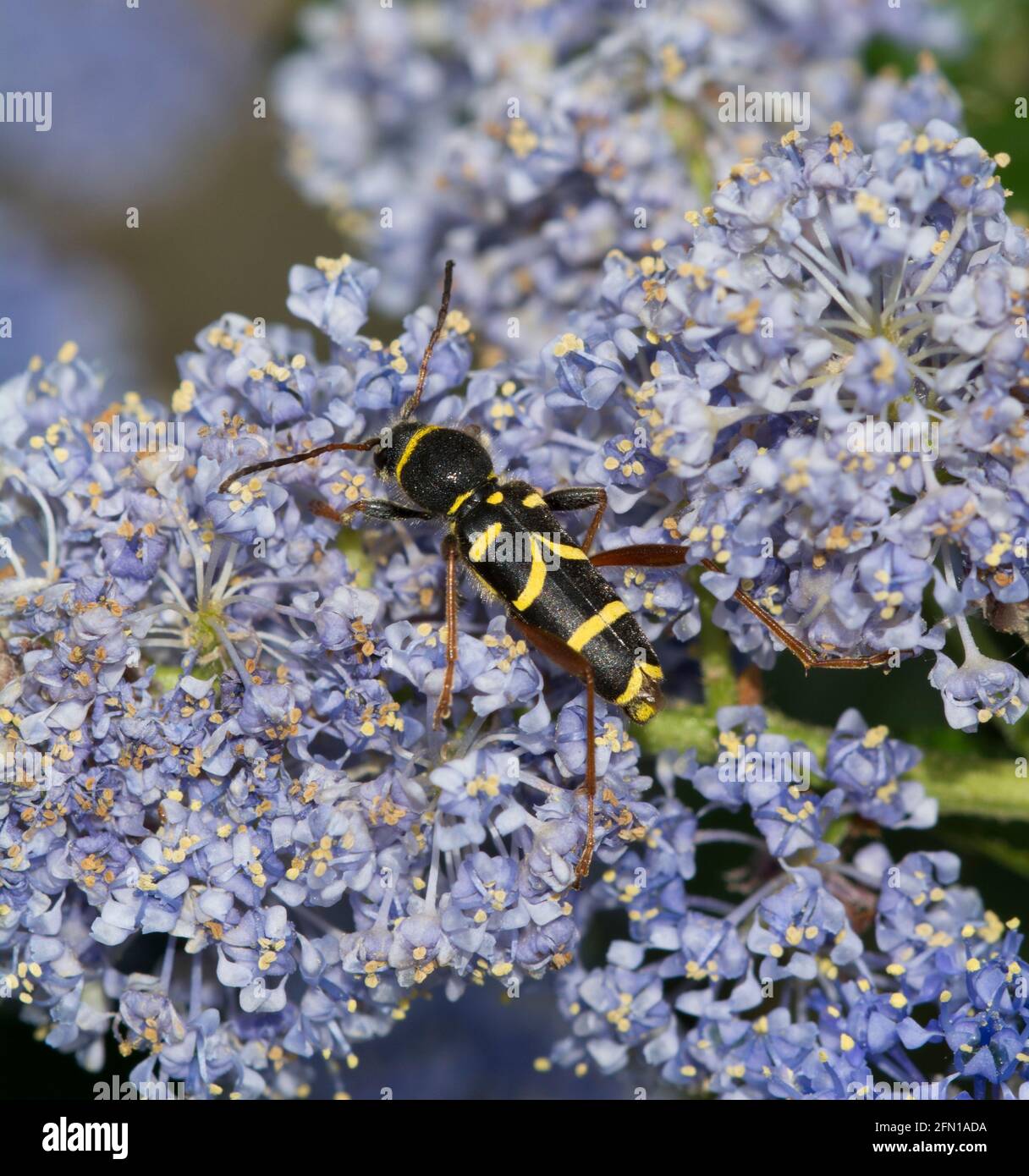 Wasp Beetle Banque D'Images