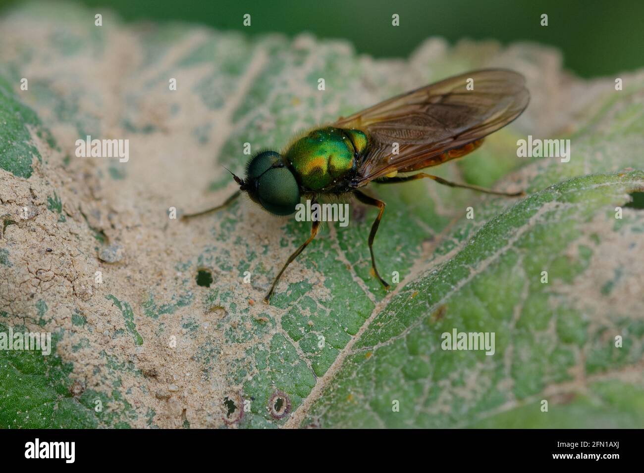 Mouche du soldat (Chloromyia formosa) sur une feuille Banque D'Images