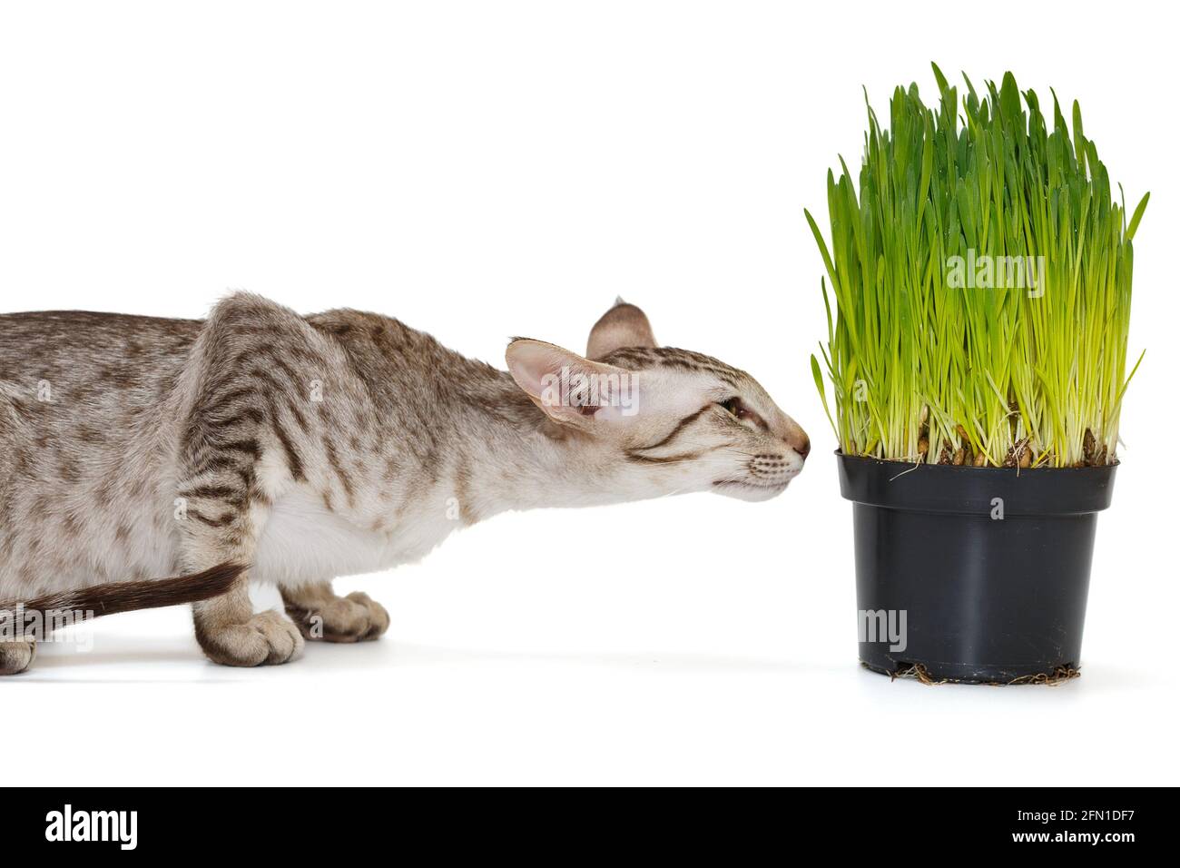 Chaton oriental et un pot d'herbe verte, isolé sur fond blanc Banque D'Images