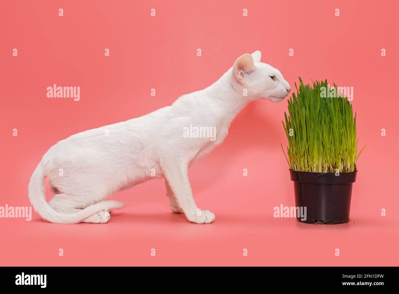 Chaton oriental et un pot d'herbe verte, sur fond rose Banque D'Images