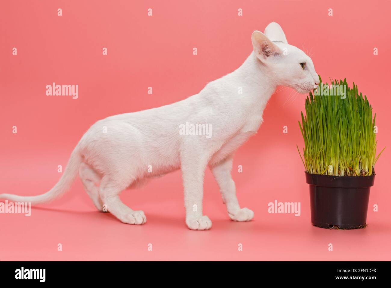 Chaton oriental et un pot d'herbe verte, sur fond rose Banque D'Images