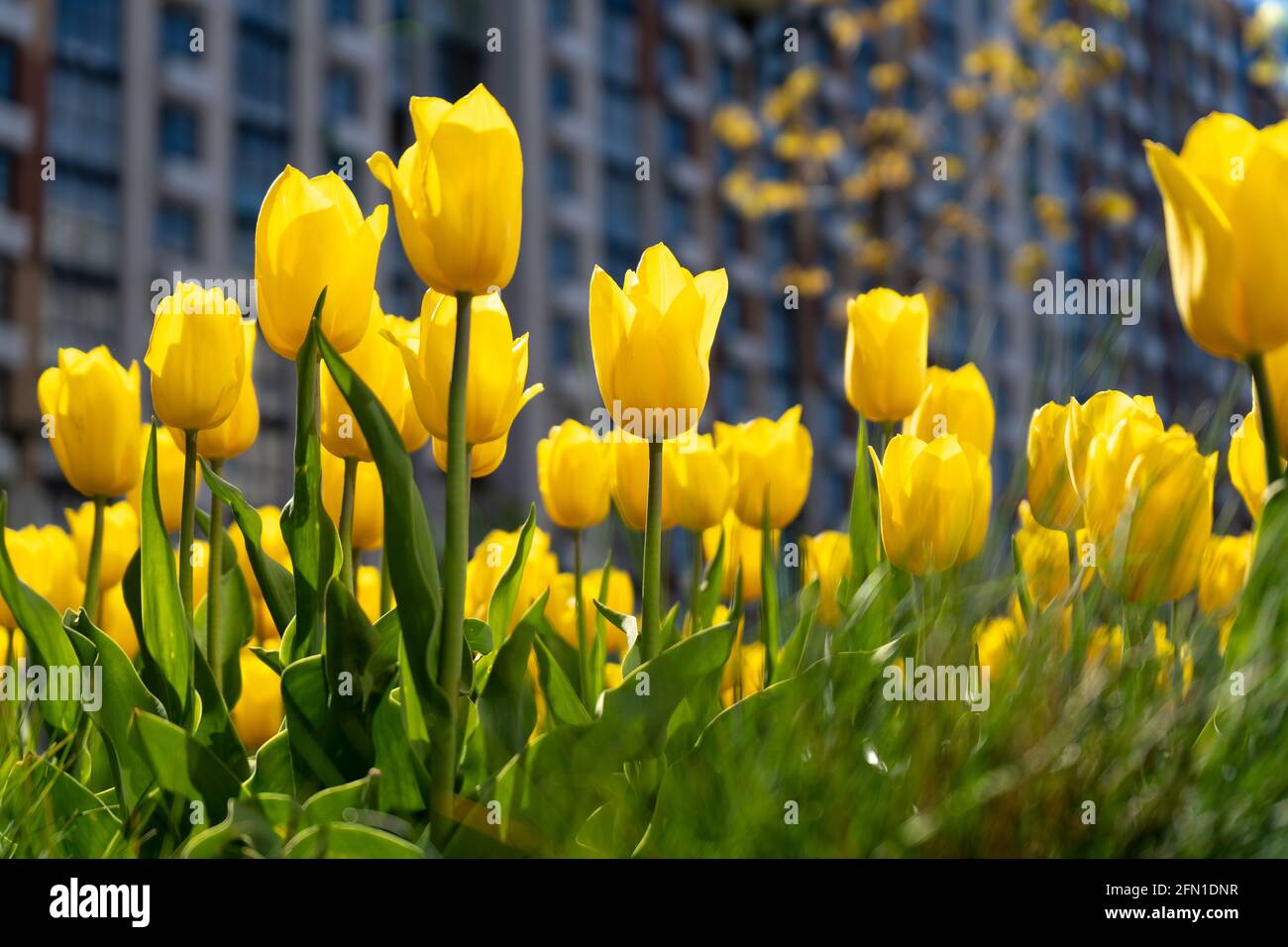 Tulipe jaune. Un grand bourgeon d'une fleur jaune. Arrière-plan du ressort. Tulipes dans le jardin. Floraison saisonnière de fleurs de printemps. Gros plan. Banque D'Images