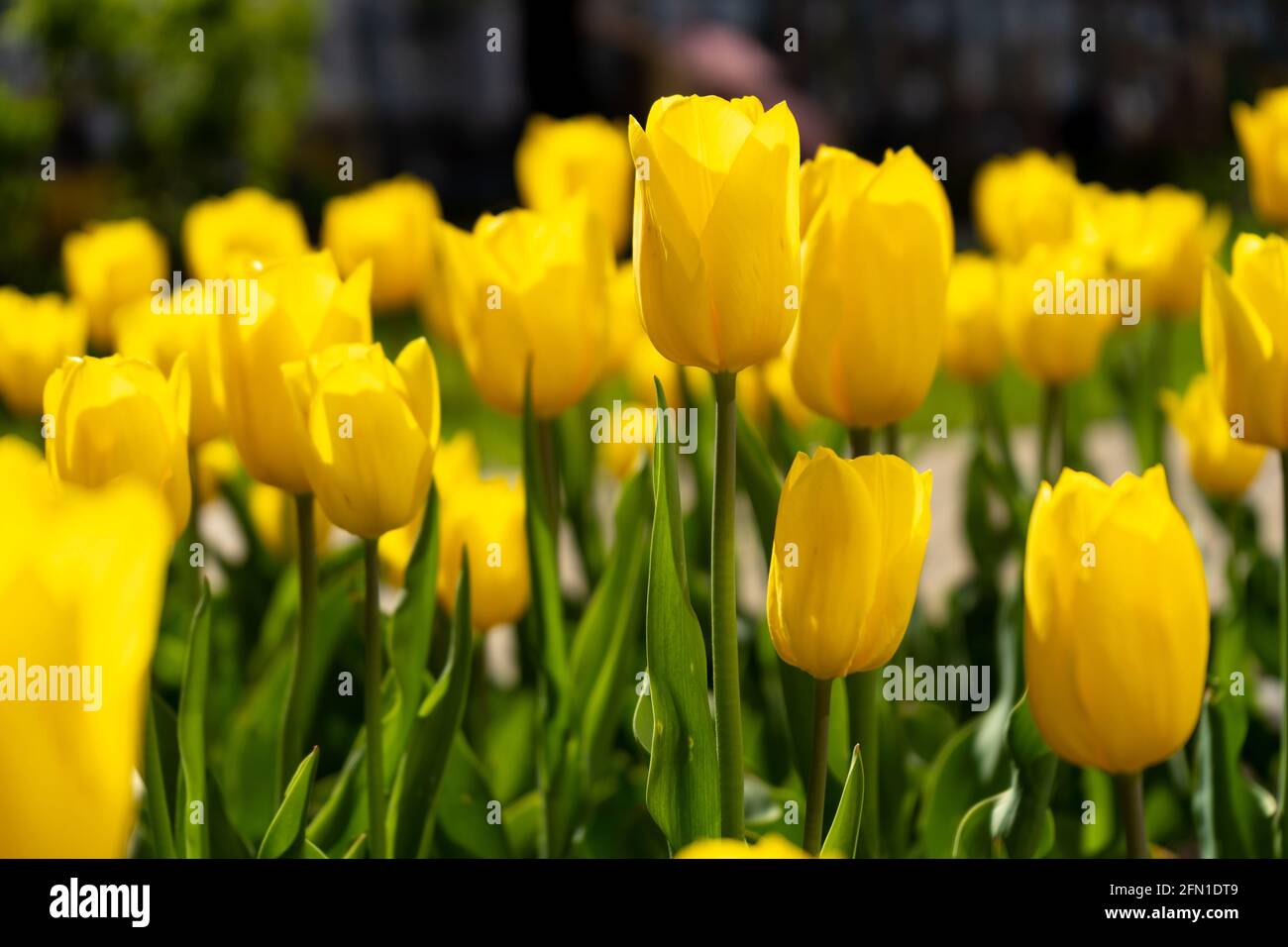 Tulipe jaune dans le champ. Un gros bourgeon d'une fleur jaune. Fond du  ressort. Tulipes dans le jardin. Floraison saisonnière des fleurs  printanières. Gros plan Photo Stock - Alamy