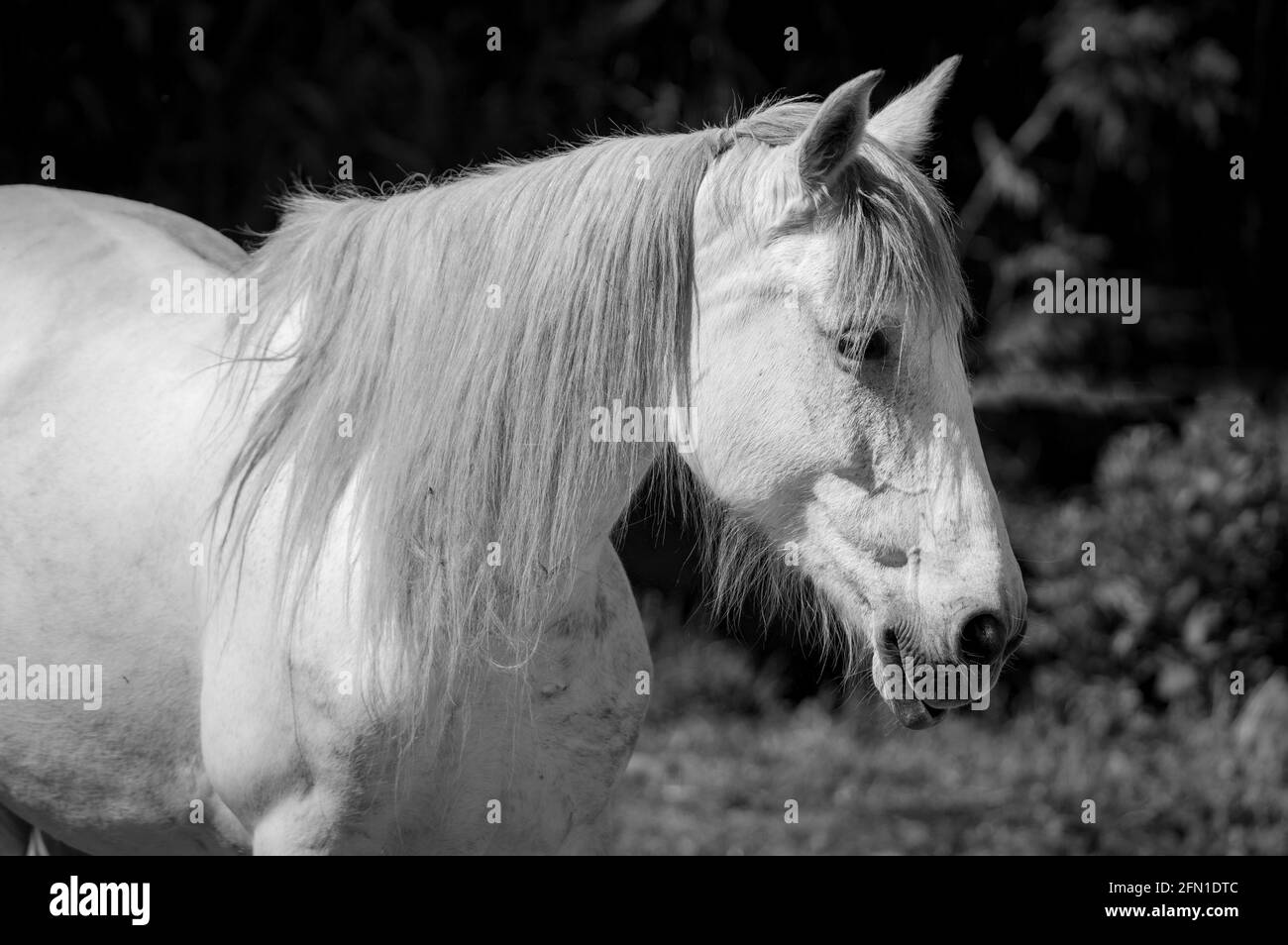Beau cheval blanc Banque d