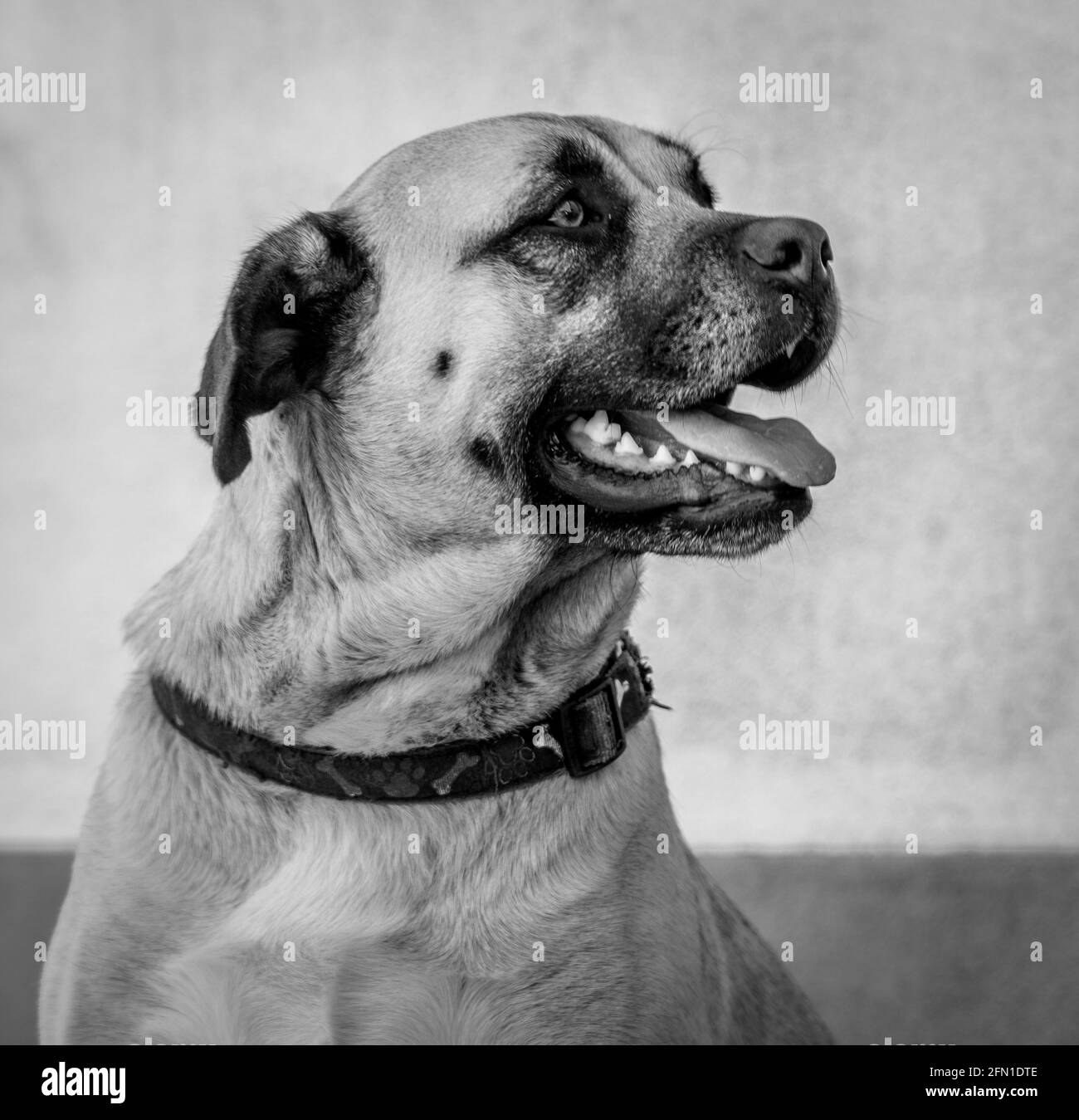 Grand chien, regardant attentivement et heureux, à l'extérieur avec collier, noir et blanc. Banque D'Images