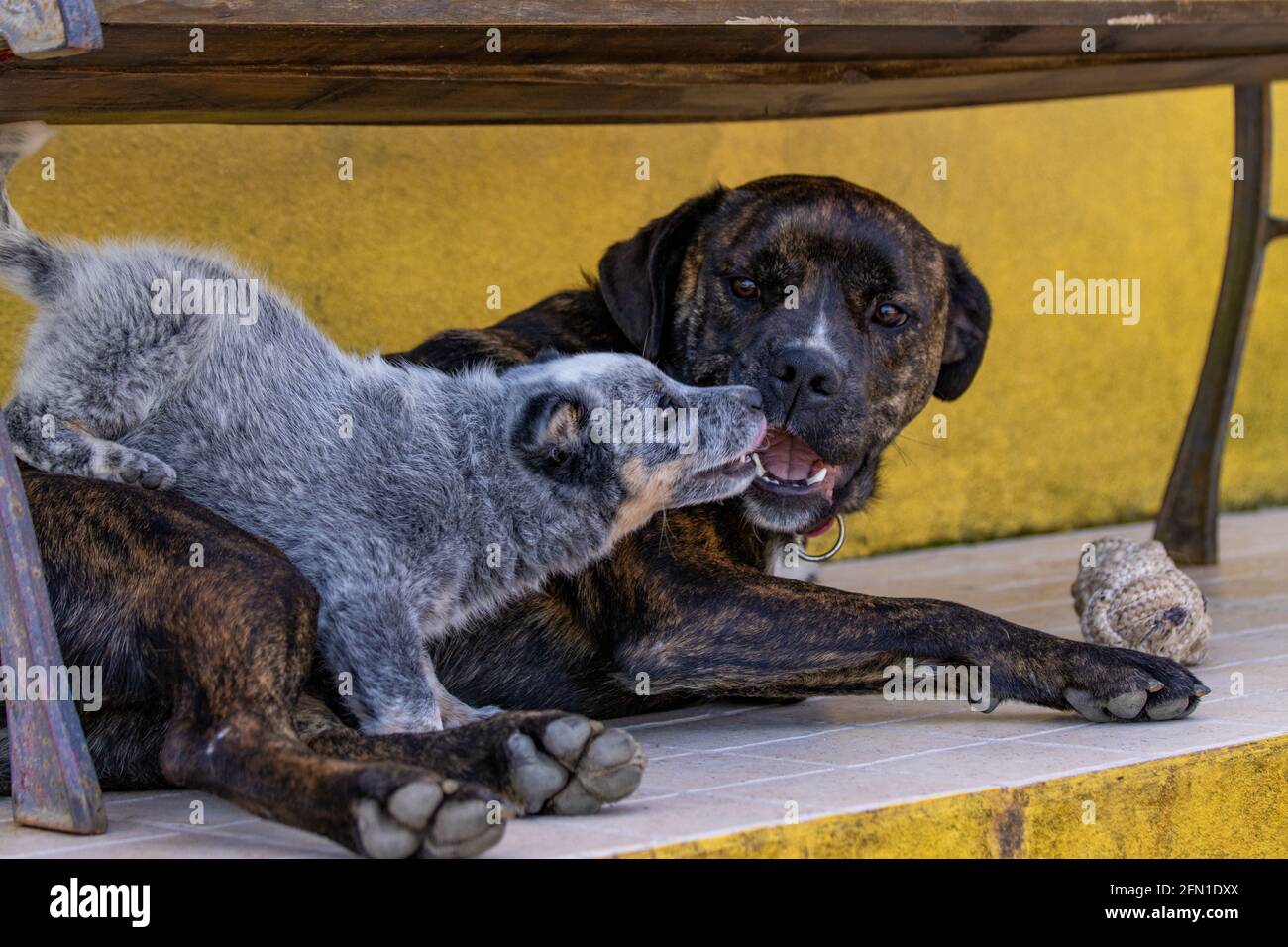 Deux chiens jouant à l'extérieur, jeune chien apprenant le comportement. Mignon et drôle. Banque D'Images