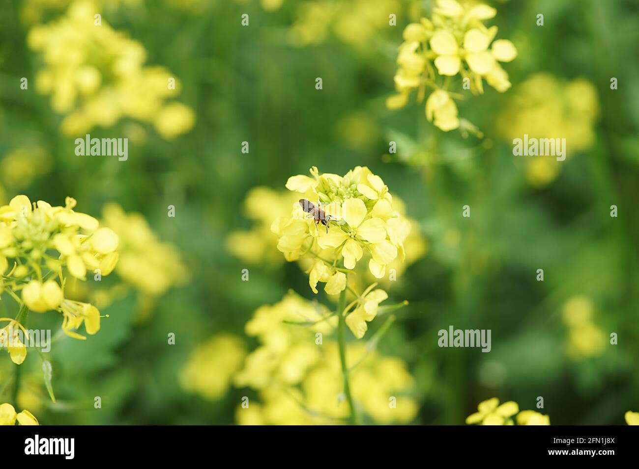 Sinapis Alba - abeille solitaire sur fleur de moutarde - Toscane Italie Banque D'Images