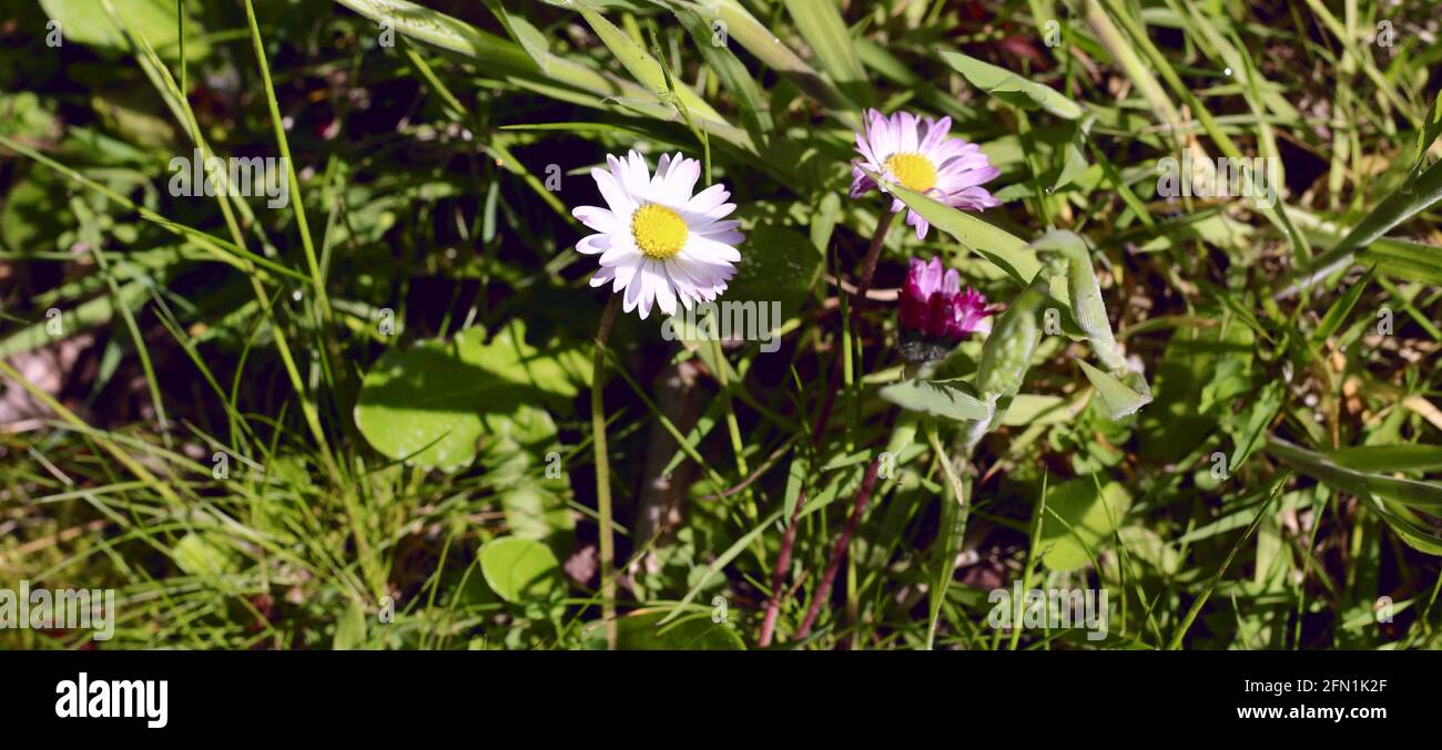 Une petite pâquerette parmi l'herbe. Coeur jaune, feuilles blanches avec bords roses. Trois étapes de la fleur sur la même plante. Bellis perennis Banque D'Images