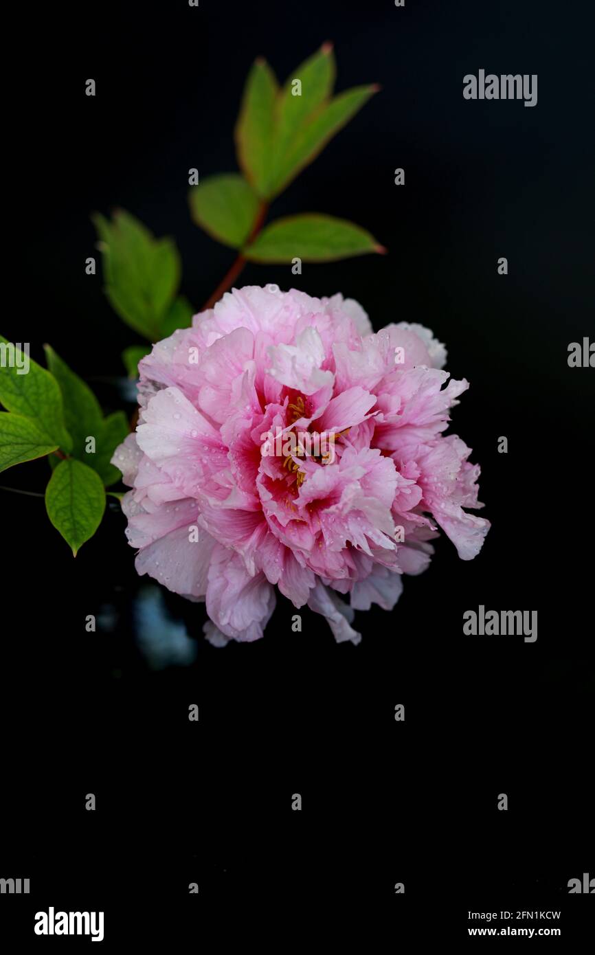 Belle fleur de pivoine rose avec gouttes d'eau isolées sur fond sombre. Copier l'espace Banque D'Images