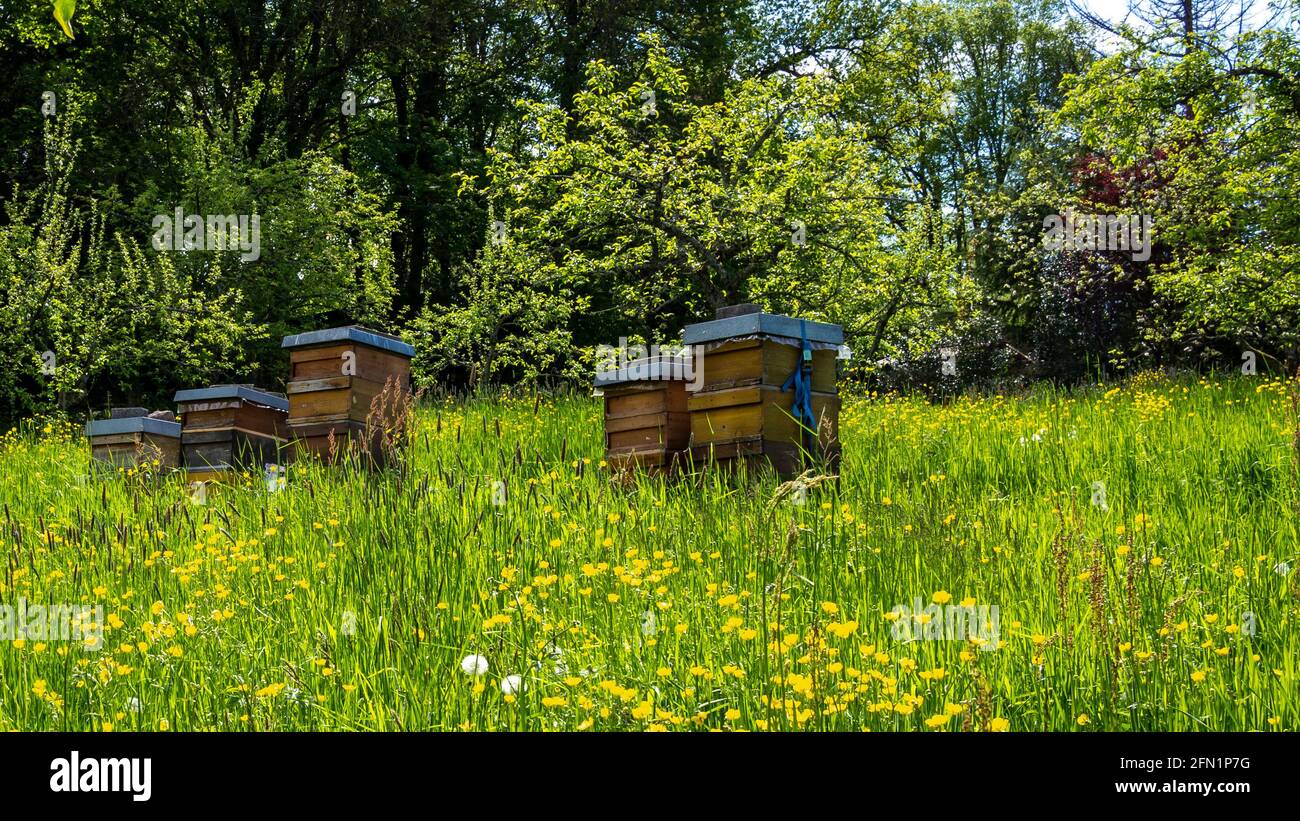 Ruches d'abeilles autoconstruites dans le pré vert plein de pissenlits et de fleurs de buttercup jaune au printemps. Banque D'Images