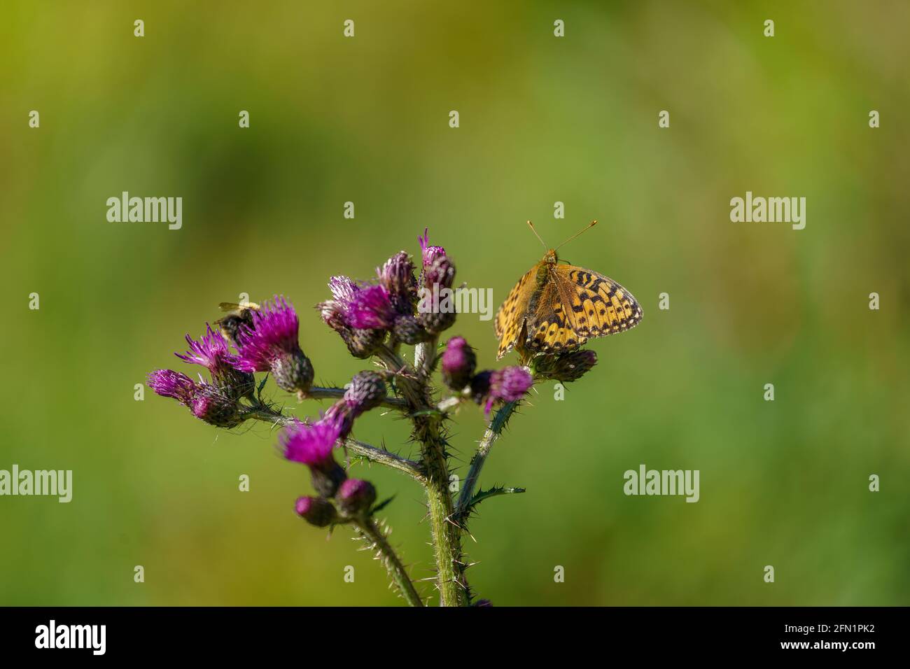 FLO, NORVÈGE - 2020 AOÛT 10. 10. Inflorescence florale Cirsium palustre avec le papillon Speyeria aglaja. Banque D'Images