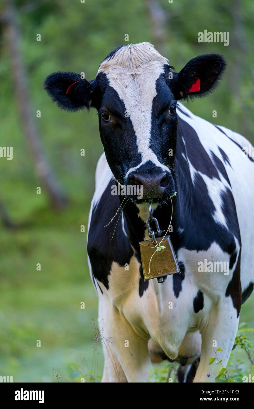 FLO, NORVÈGE - 2020 AOÛT 10. Vache noire et blanche dans l'herbe. Banque D'Images