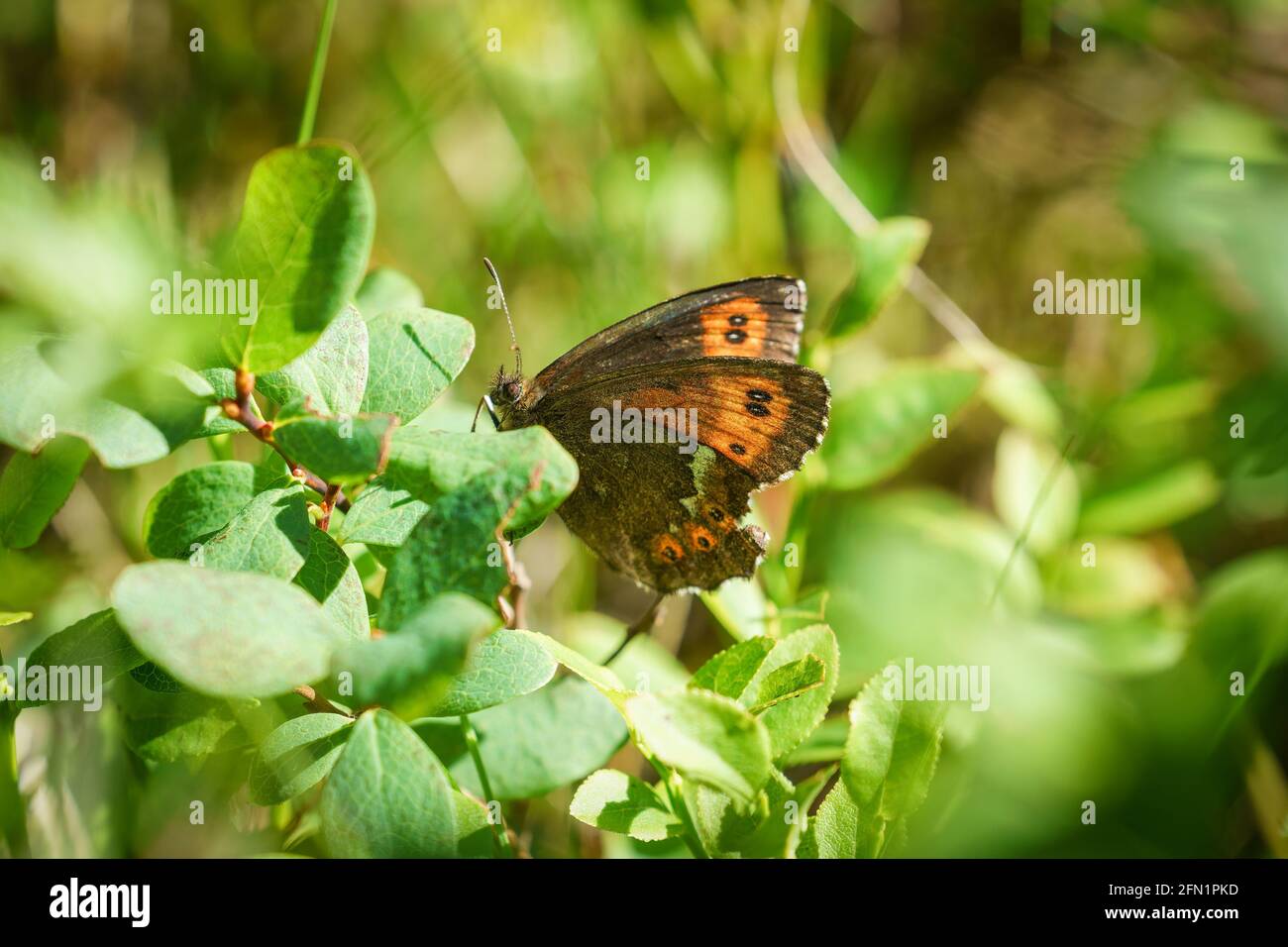 FLO, NORVÈGE - 2020 AOÛT 10. Papillon - brun arran (Erebia ligea). Banque D'Images