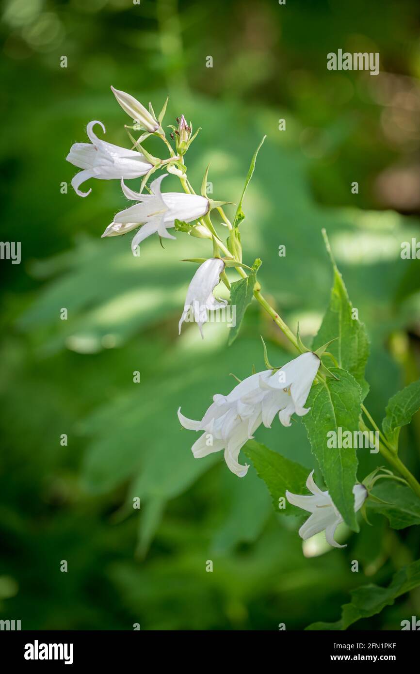 FLO, NORVÈGE - 2020 AOÛT 10. Campanula latifolia alba géant bellflower blanc plante vertcial. Banque D'Images