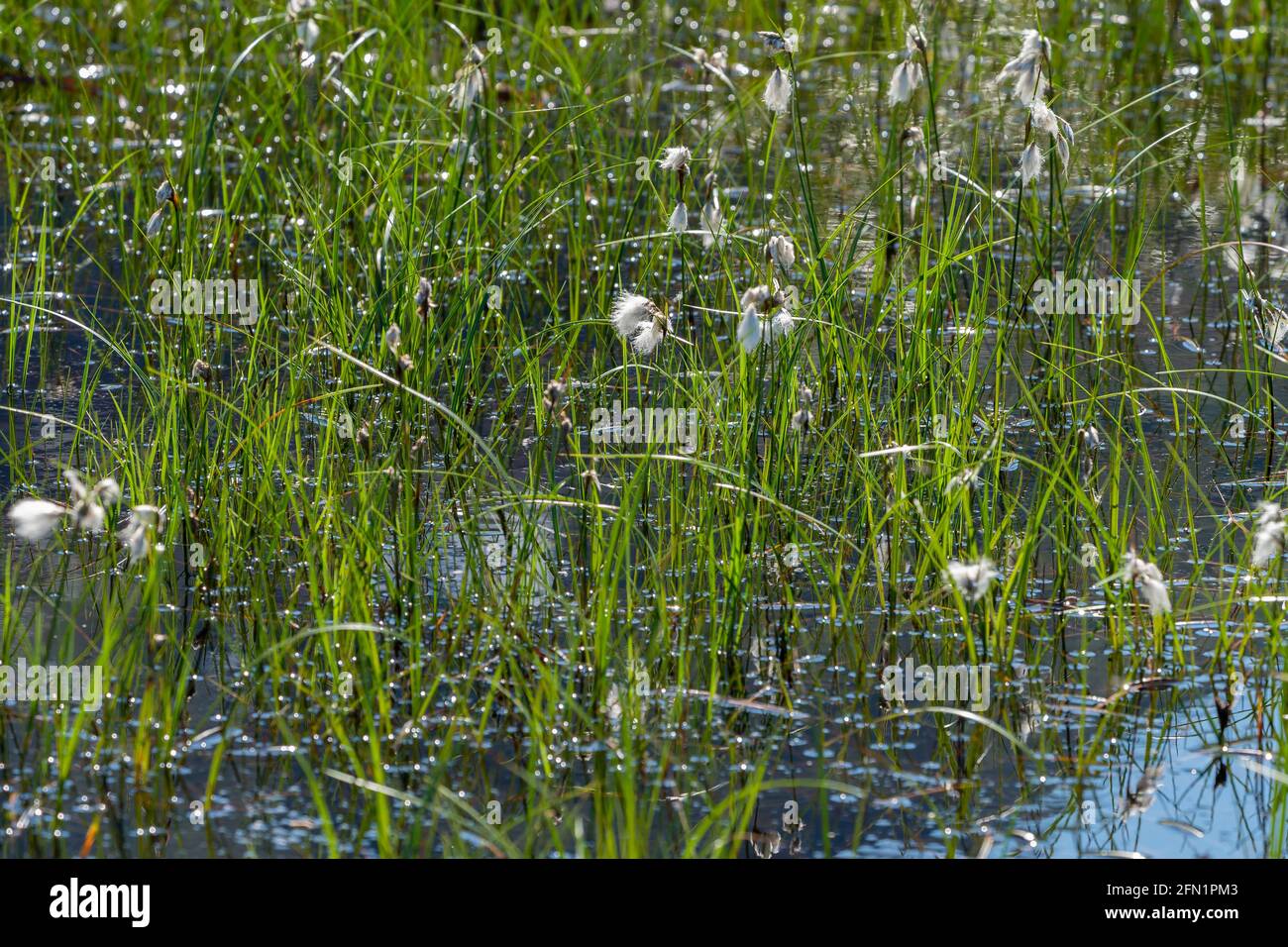 FLO, NORVÈGE - 2020 AOÛT 10. Coton (Eriophorum) dans les terres humides de montagne en été. Banque D'Images