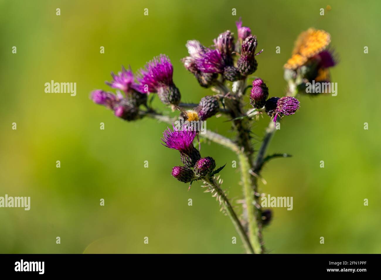 FLO, NORVÈGE - 2020 AOÛT 10. Insectes sur l'inflorescence florale Cirsium palustre. Banque D'Images