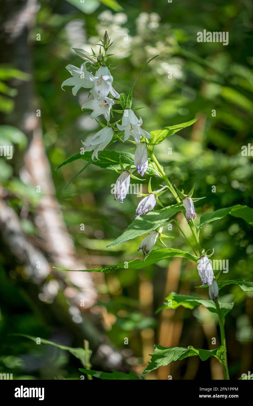 FLO, NORVÈGE - 2020 AOÛT 10. FLO, NORVÈGE - 2020 AOÛT 10. Campanula latifolia alba géant bellflower blanc plante vertcial. Banque D'Images