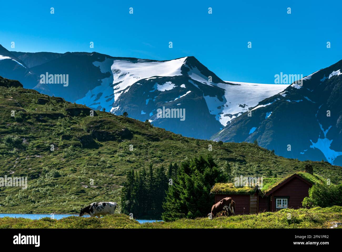 FLO, NORVÈGE - 2020 AOÛT 10. La nature norvégienne avec de grandes montagnes avec neige et chalet avec des vaches gazant dehors. Banque D'Images