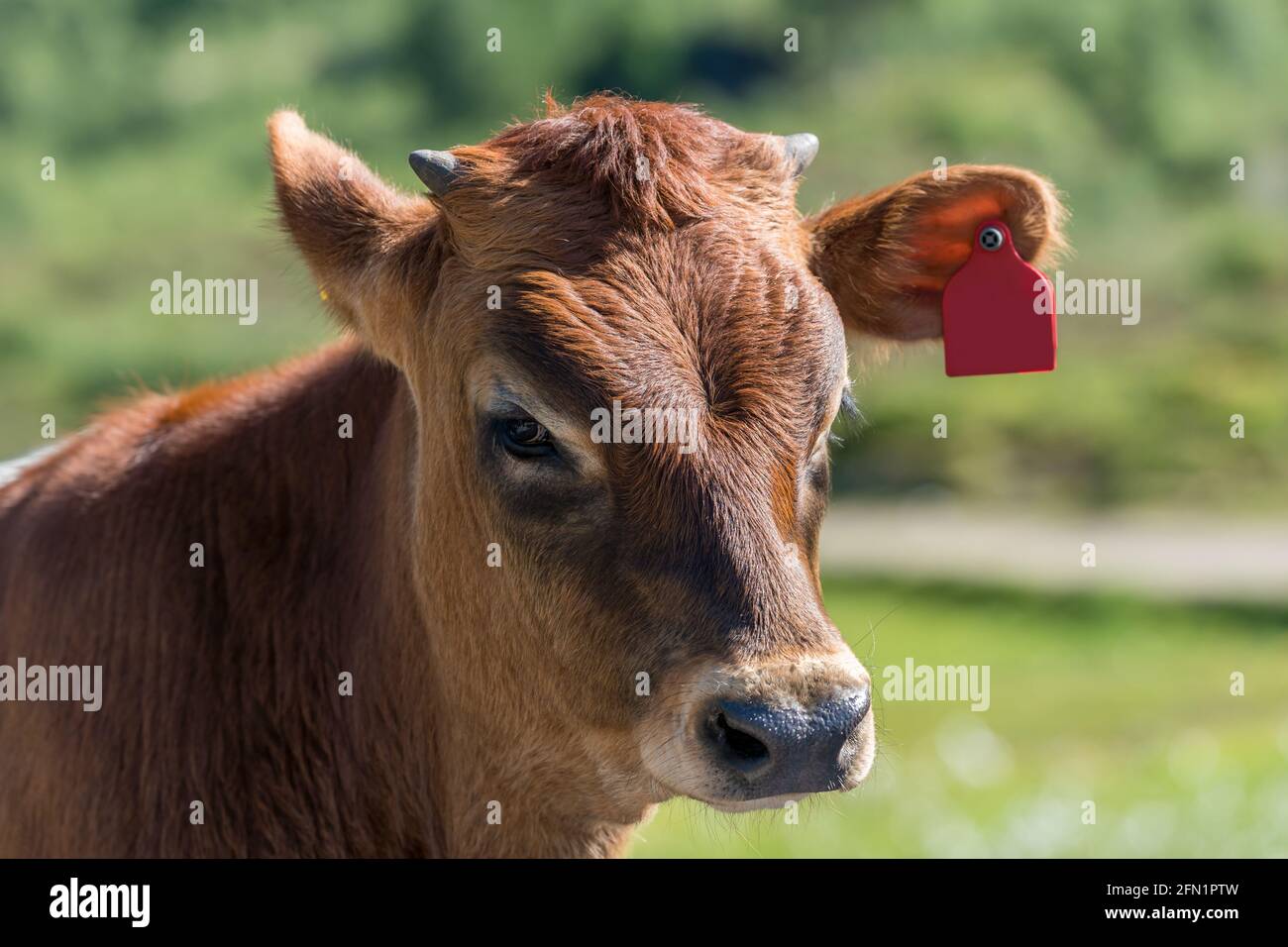 FLO, NORVÈGE - 2020 AOÛT 10. Portrait d'une jeune vache rouge Banque D'Images