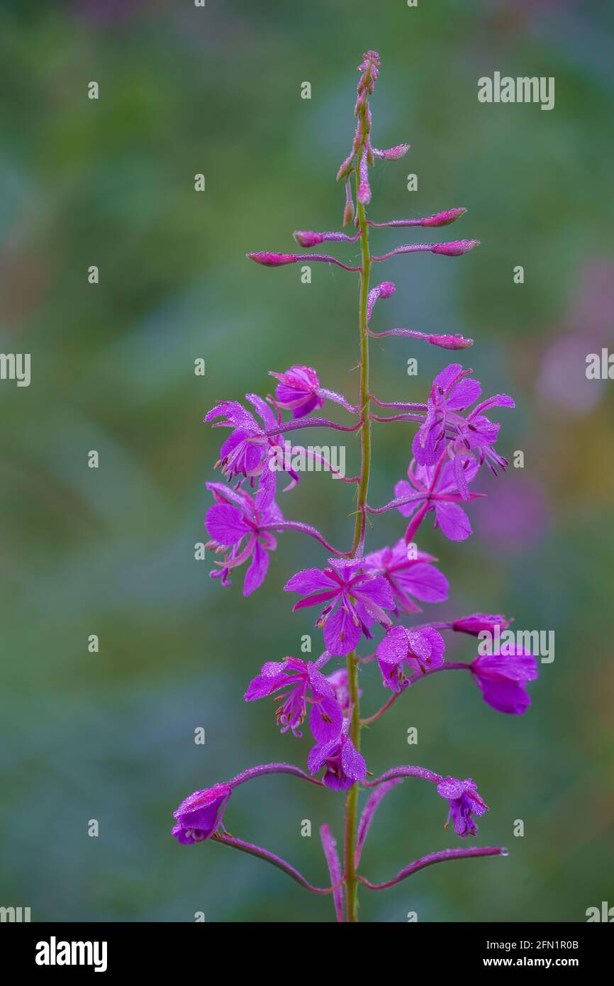 FLO, NORVÈGE - 2020 AOÛT 10. Hémilie de saule - Chamaenerion angustifolium. L'accent est mis sur les fleurs simples. Banque D'Images