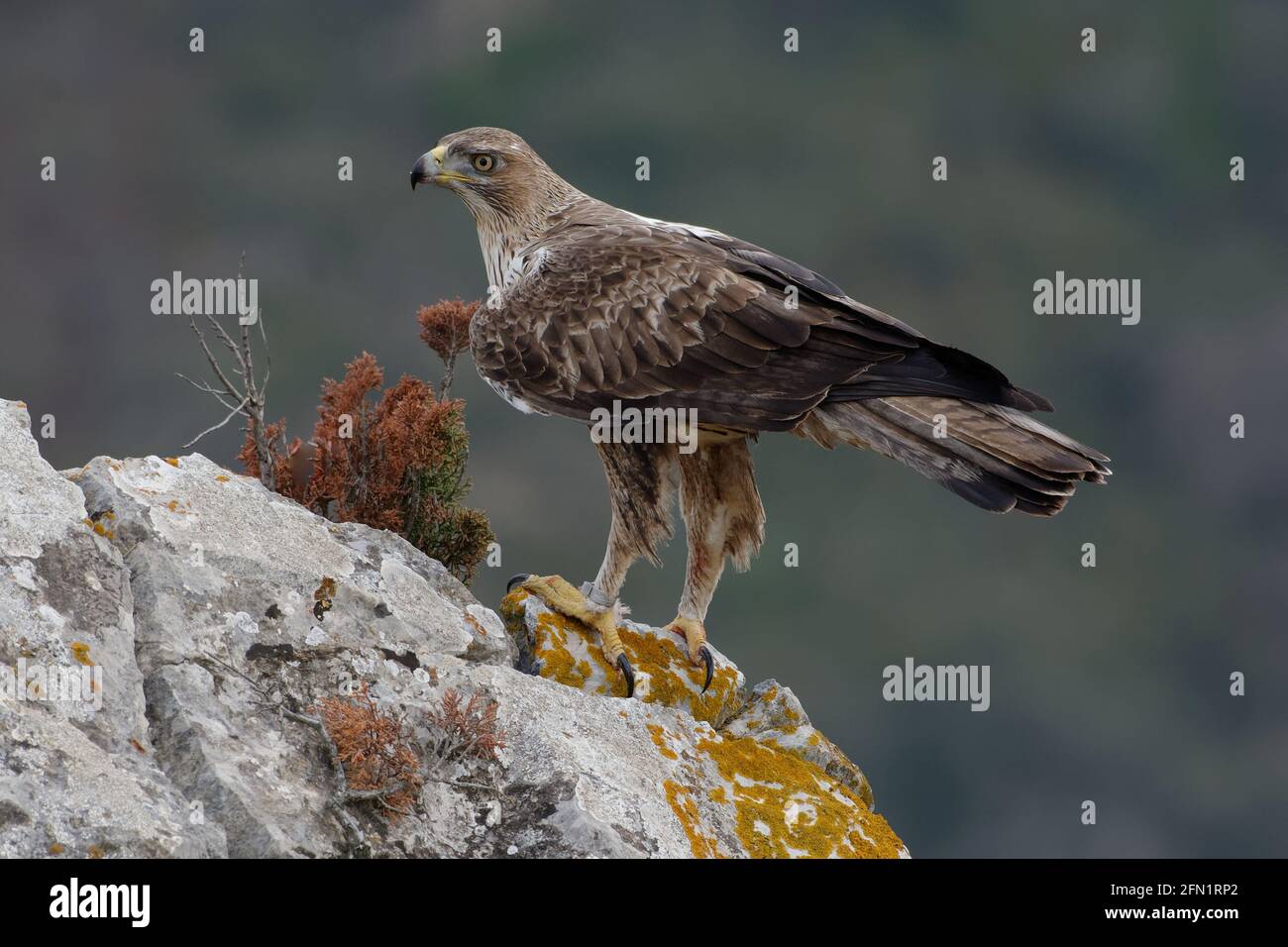 Aquila fasciata (Aquila fasciata) sur un rocher - Pyrénées orientales, France Banque D'Images