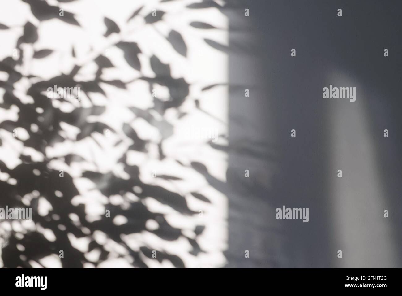 Ombres des branches avec feuilles sur le mur blanc. Banque D'Images