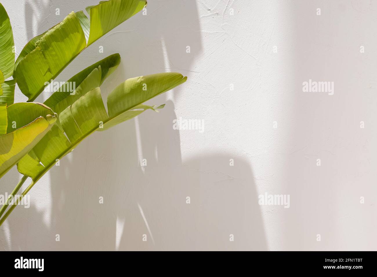 Le palmier à bananes tropique vert laisse sur le mur blanc avec ombres Banque D'Images