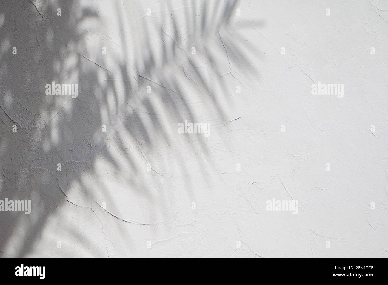 Ombres des feuilles de palmier tropique sur le mur blanc. Banque D'Images