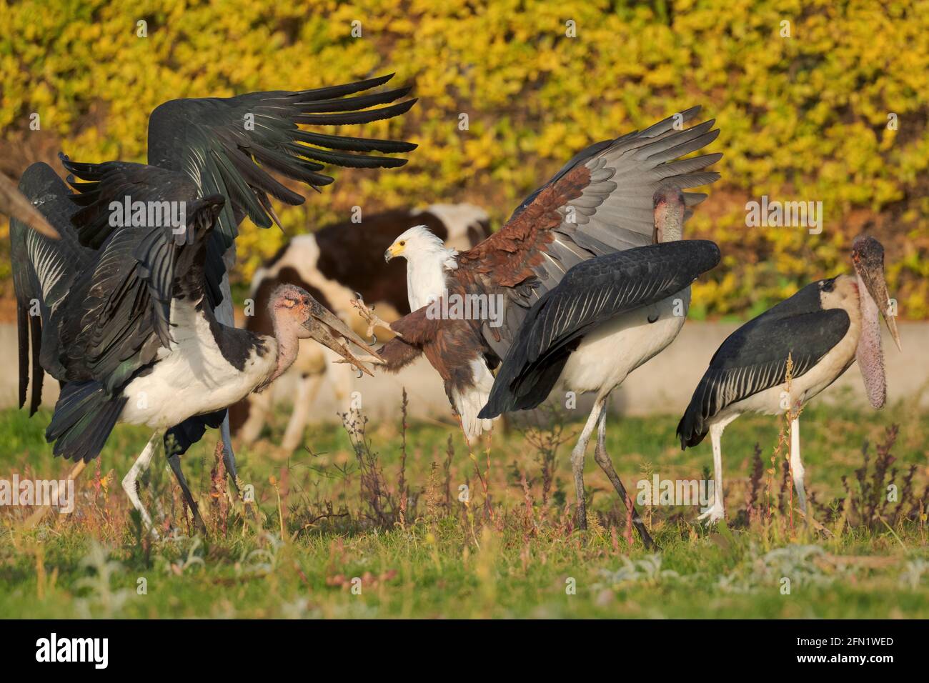 Aigle-poisson africain - Haliaeetus vocifer, beau grand oiseau de proie des bois africains, des lacs et des eaux libres, lac Ziway, Ethiopie. Banque D'Images