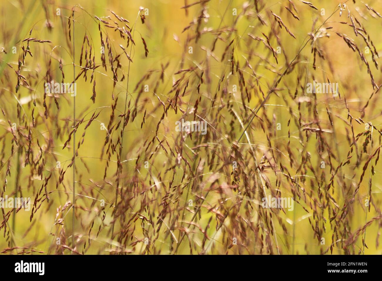 Gros plan de la panicum virgatum (panicum virgatum) en automne Banque D'Images