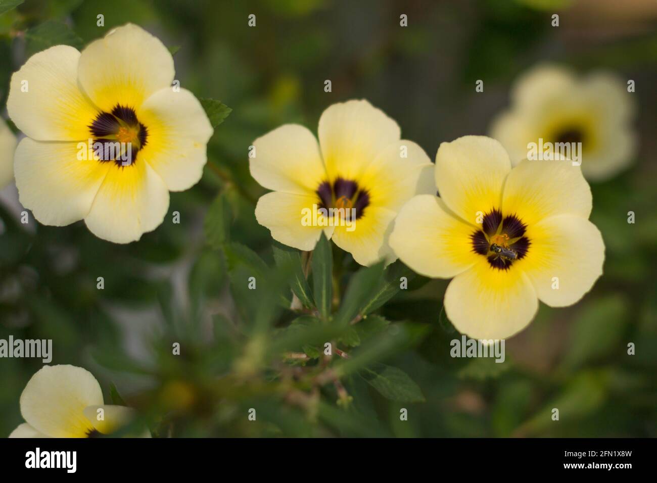 Petites fleurs. Banque D'Images