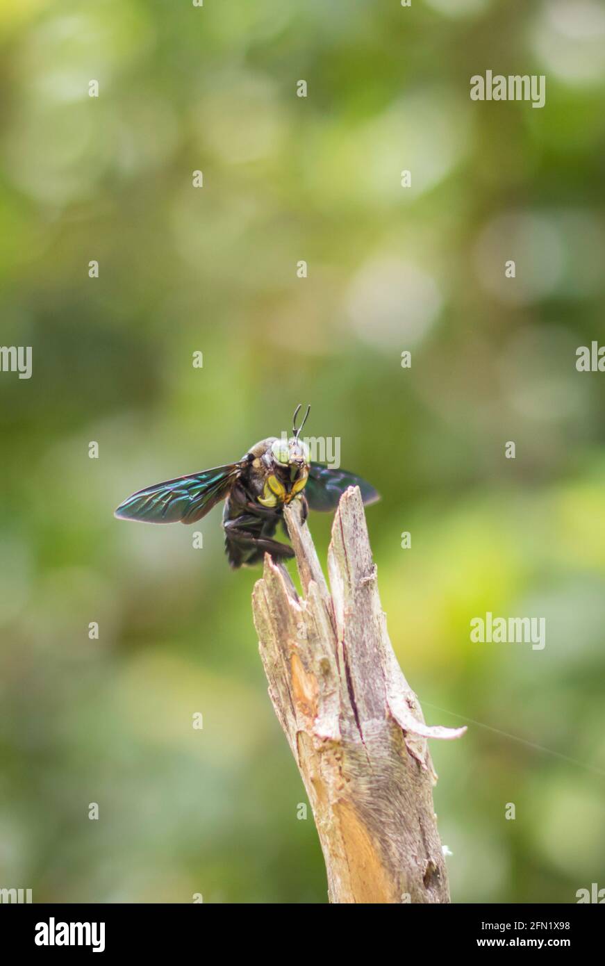 Abeille sur une branche morte. Banque D'Images