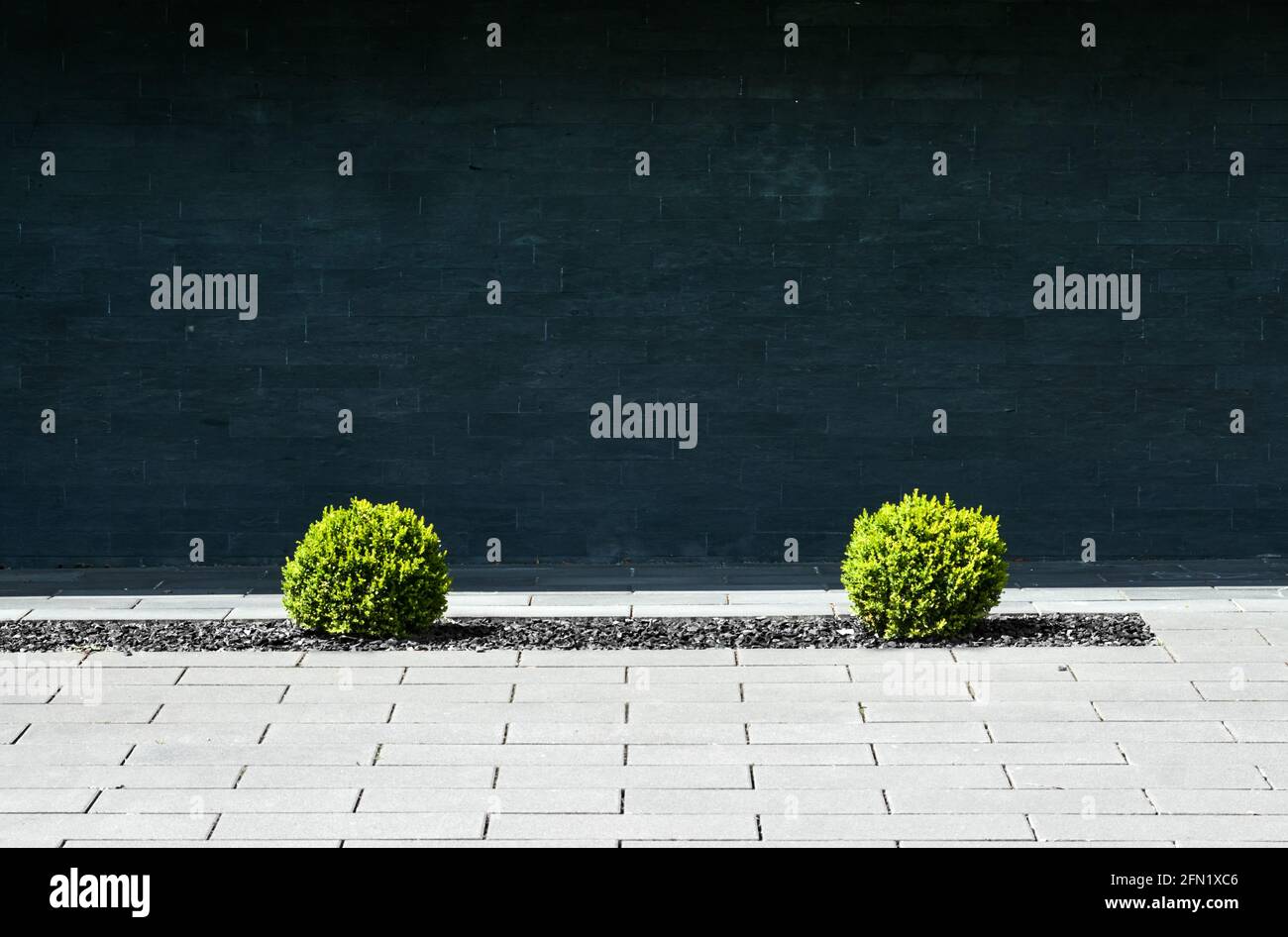 Petits buissons verts dans un lit de gravier mort dans un pavé gris devant un mur de pierre noire, concept abstrait dépressif minimaliste Banque D'Images