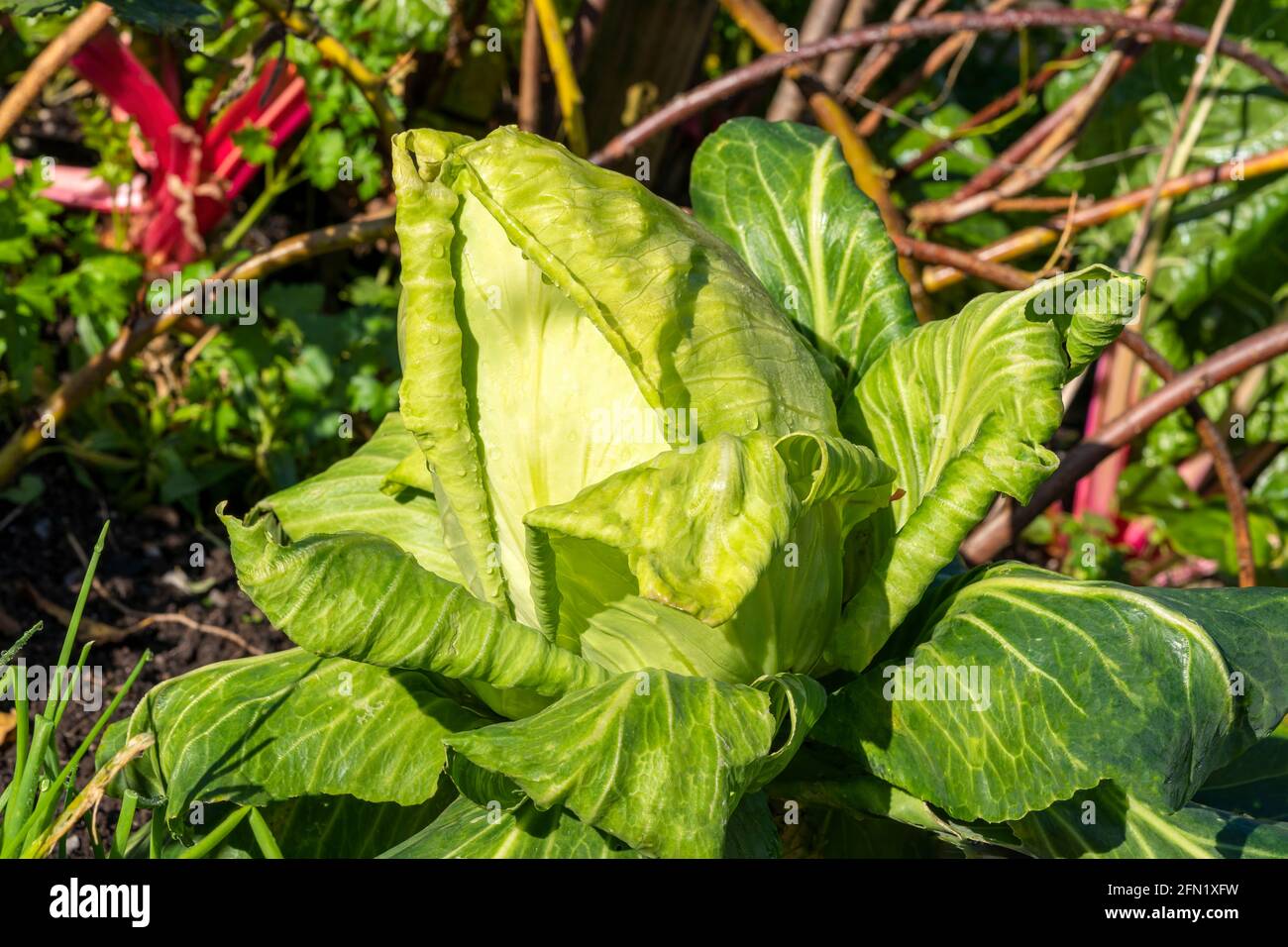 Chou 'Greyhound' (Brassica oleracea capitata) cultivé à l'extérieur pour sa nourriture santé régime avantages dans un agriculture jardin allotement, stock photo imag Banque D'Images