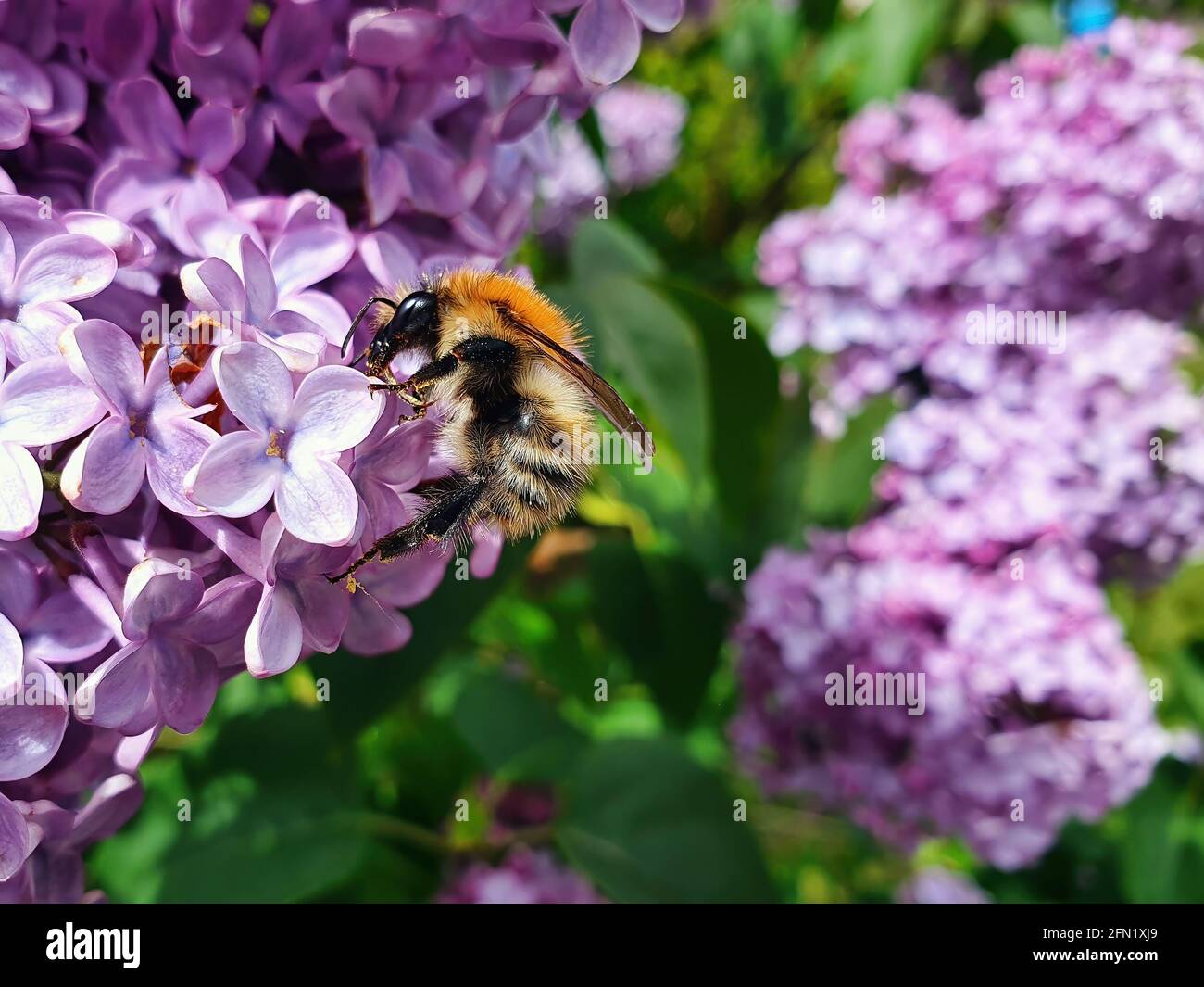 Abeille commune (Bombus pascuorum) insecte volant brun de bourdon de gingembre trouvé au Royaume-Uni et en Europe sur une plante lilas, image de stock photo Banque D'Images
