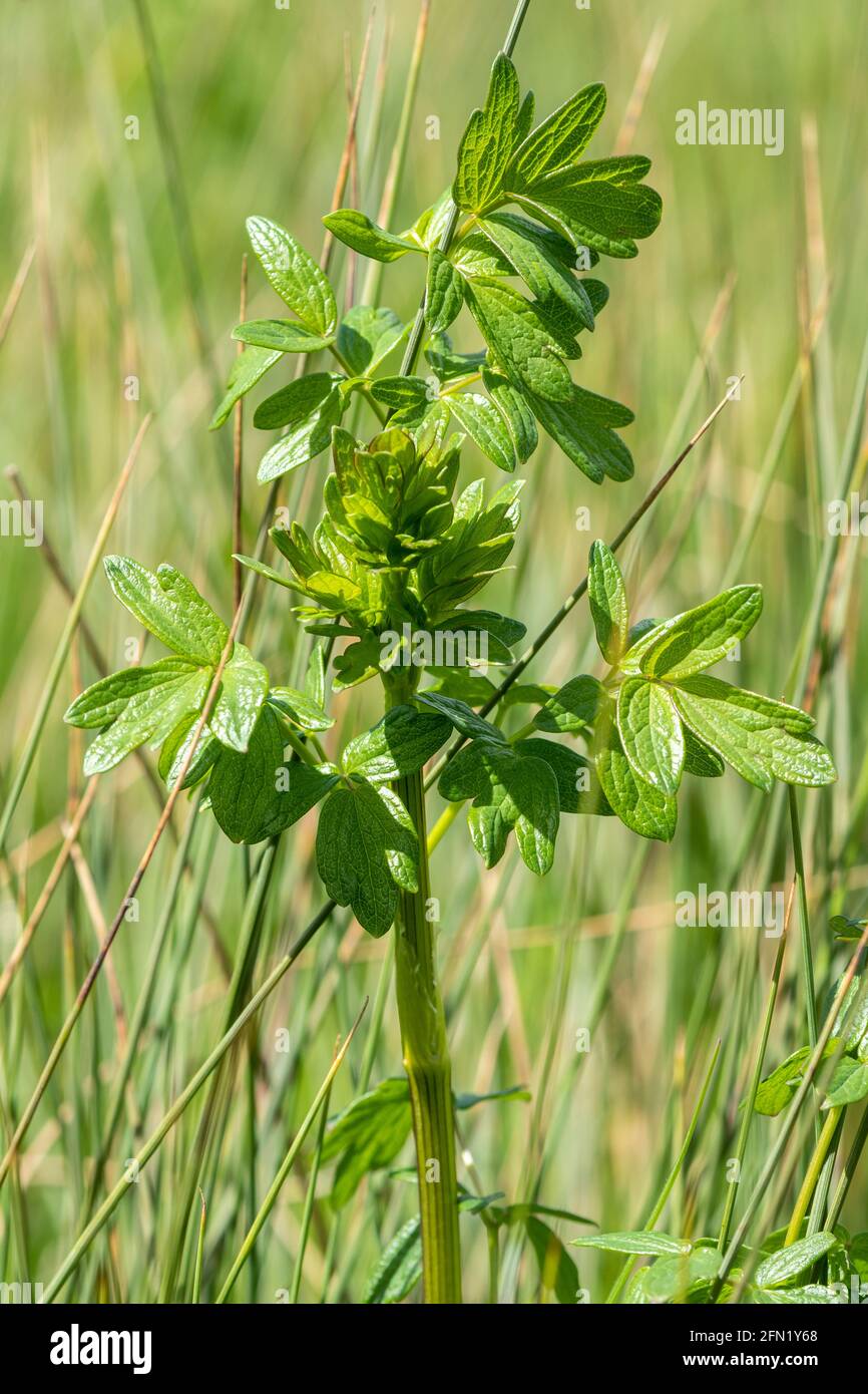 L'angelica sauvage (Angelica sylvestris) laisse le feuillage dans les prés humides, Royaume-Uni Banque D'Images