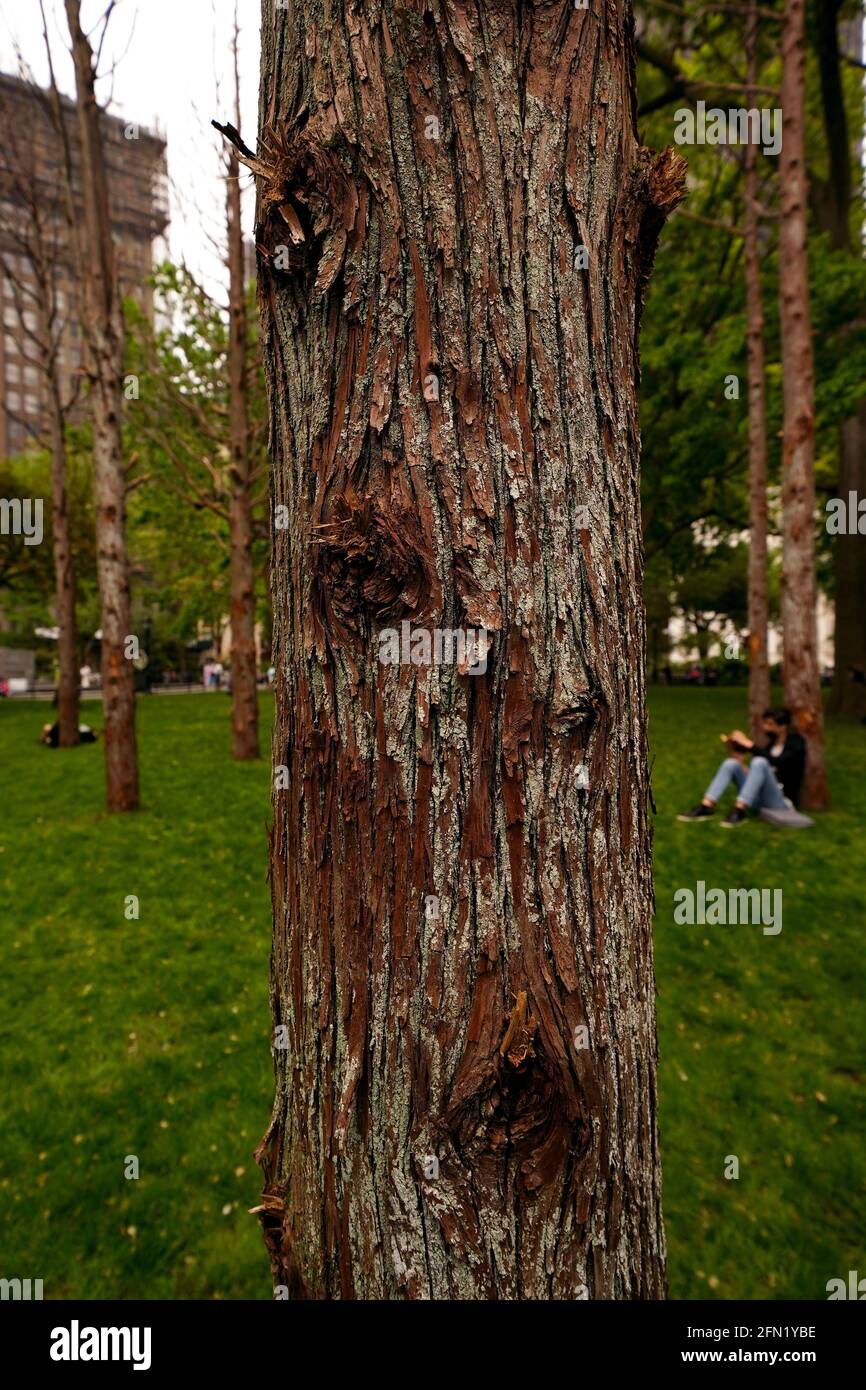 New York City, New York, 13 mai 2021 : les visiteurs s'assoient au milieu de Ghost Forest, une installation réactive par l'artiste et designer Maya Lin, dans le Madison Square Park de New York le jour de son ouverture au public. L'installation se compose de quarante-neuf cèdres blancs de l'Atlantique, victimes de l'inondation d'eau salée, est destinée à être à la fois un symbole de la dévastation du changement climatique et de la perte de forêts dans le monde entier, et à appeler à l'action individuelle. Crédit : Adam Stoltman/Alay Live New Banque D'Images