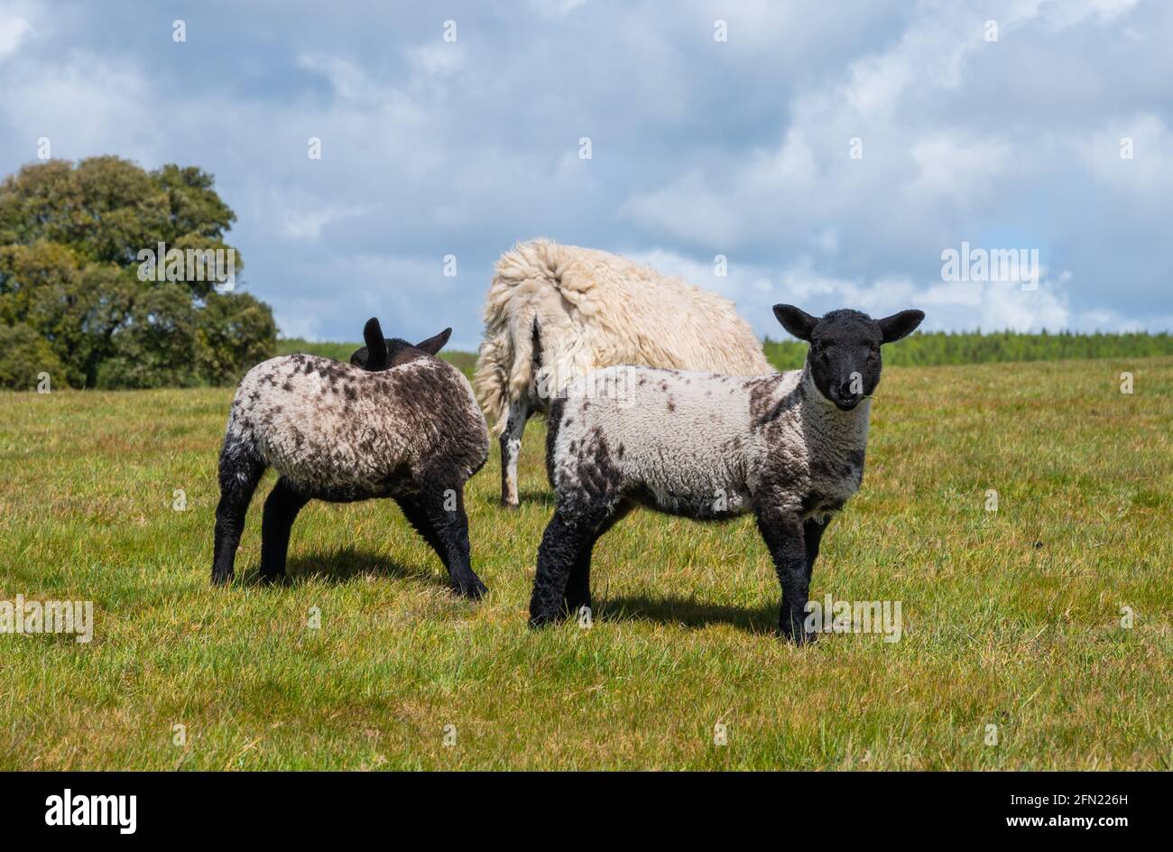 Paire d'agneaux de printemps avec un mouton (Ovis aries) sur l'herbe dans un champ au printemps dans le parc national d'Arundel sur les South Downs à West Sussex, Angleterre, Royaume-Uni. Banque D'Images