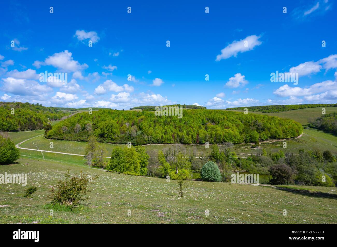Forêt de Box Copse à Arundel Park, parc national de South Downs, une région d'une beauté naturelle exceptionnelle au printemps à Arundel, West Sussex, Angleterre, Royaume-Uni. Banque D'Images