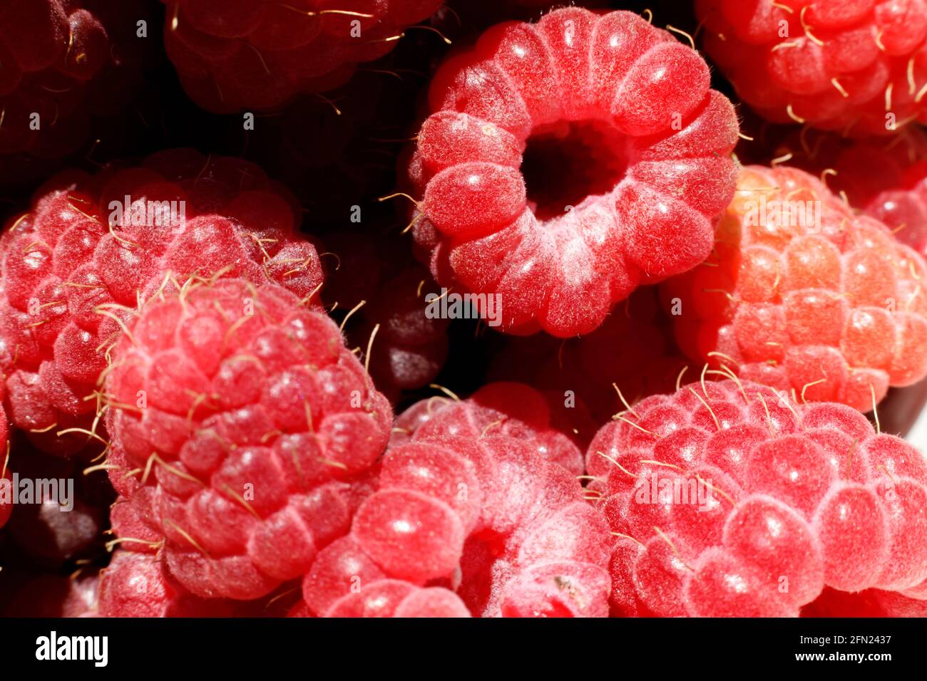 Culture industrielle de framboises. Fruits rouges mûrs framboise macro très gros plan. Fond de fruit framboise. Culture naturelle de baies sur Banque D'Images