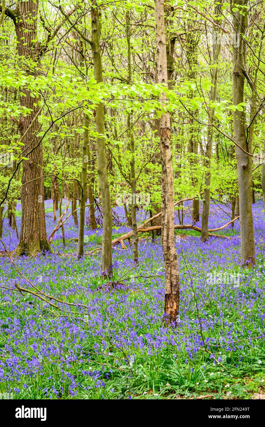 Le fond de la forêt est recouvert d'un tapis de cloches sous la voûte émergeante de feuilles de printemps brillantes, Walstead, dans l'ouest du Sussex, en Angleterre. Banque D'Images