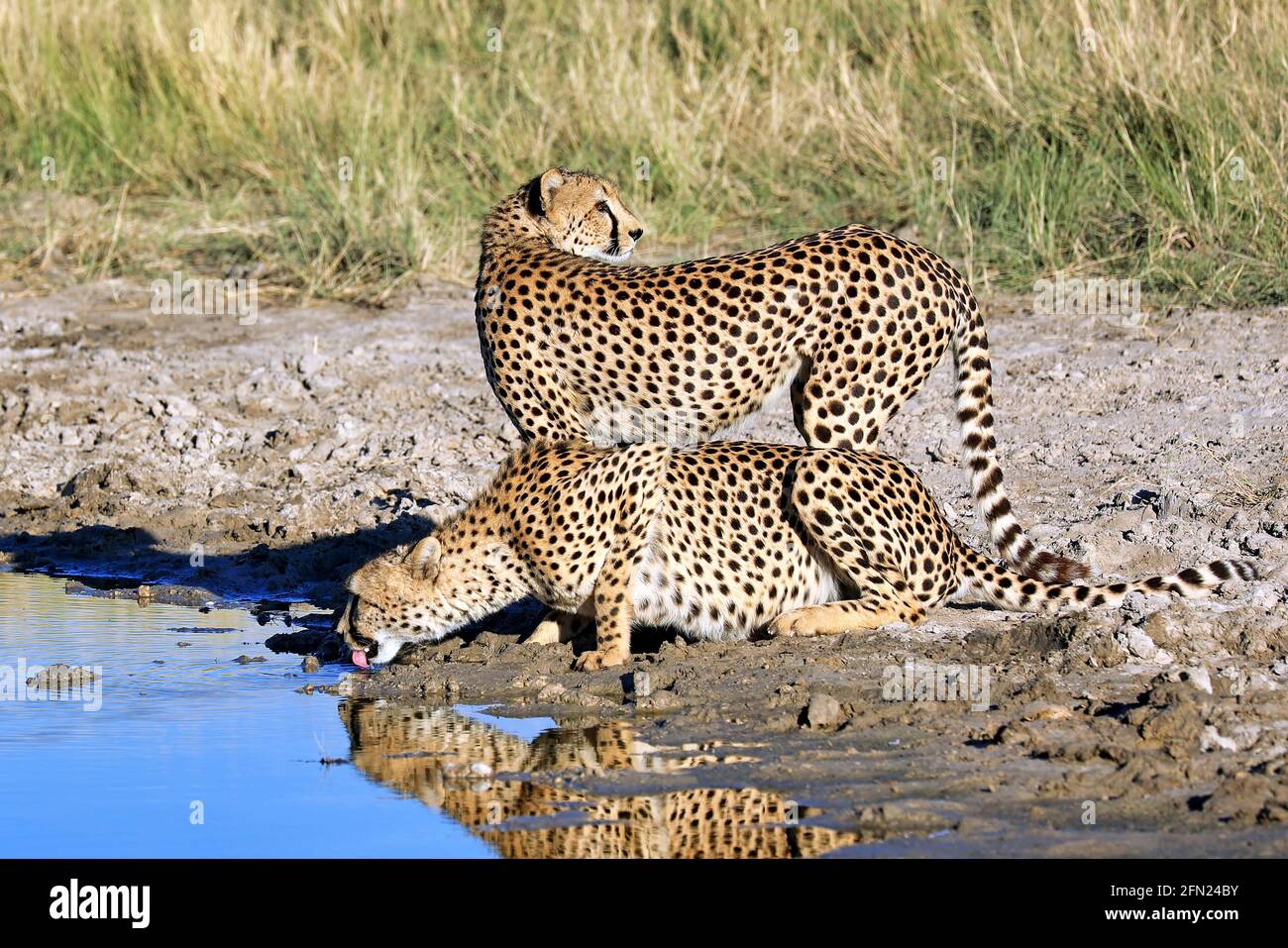 Geparde beim Trinken im Etosha-Nationalpark, Namibie; boire des cheetahs au parc national Etosha, Namibie, Acinonyx jubatus Banque D'Images